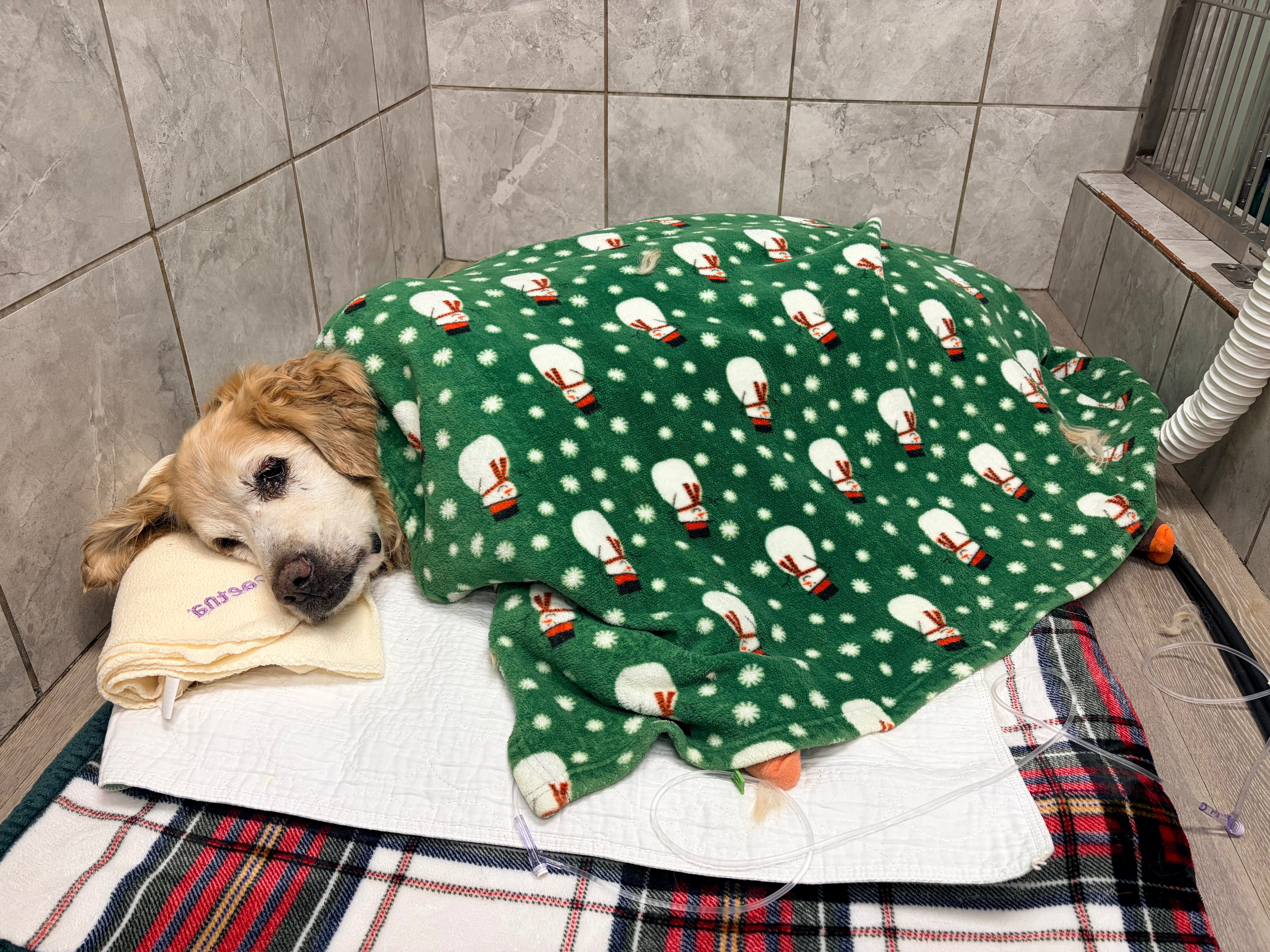 Help Cooper recover after coyote attack campaign photo, 9 of 11