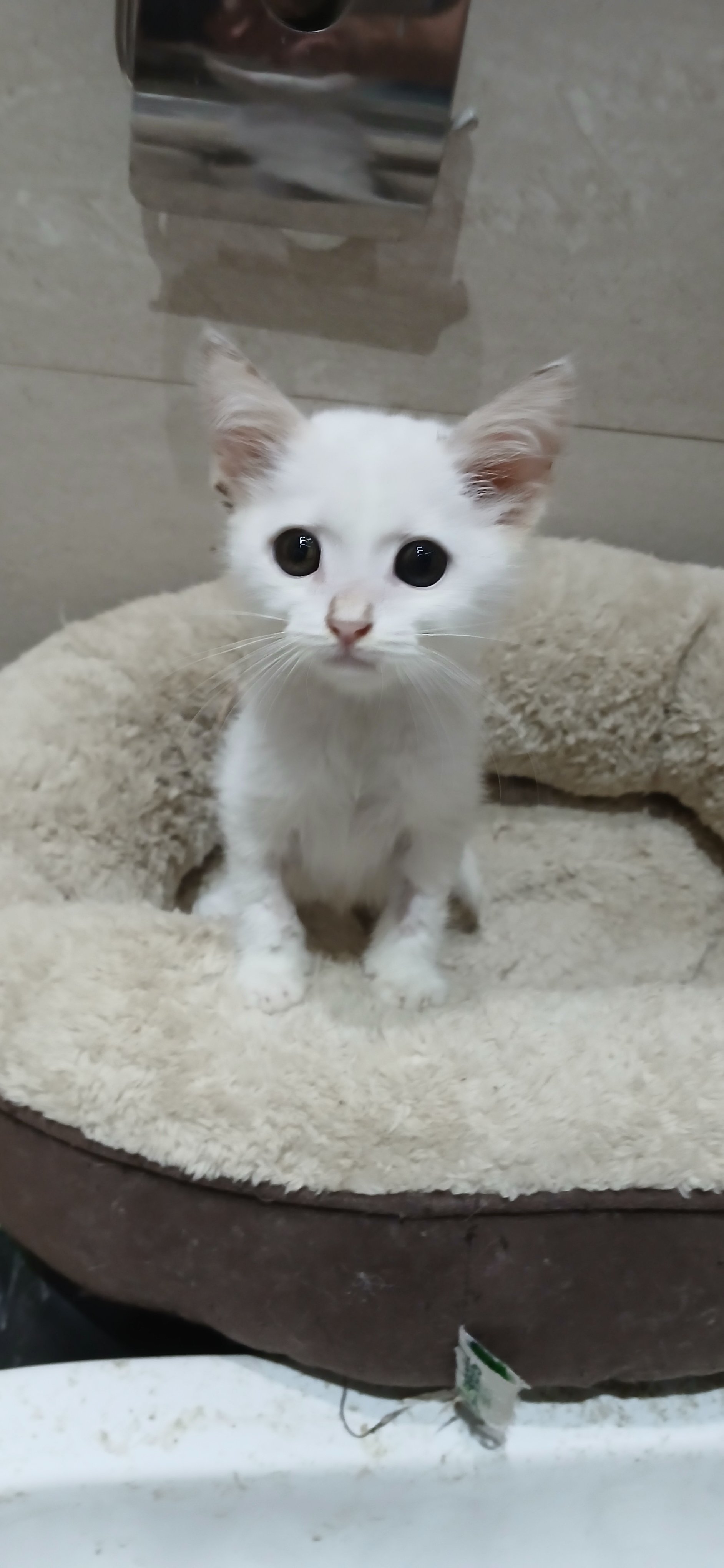 Help Lloyd's Rescue cats get to the USA campaign photo, 6 of 7