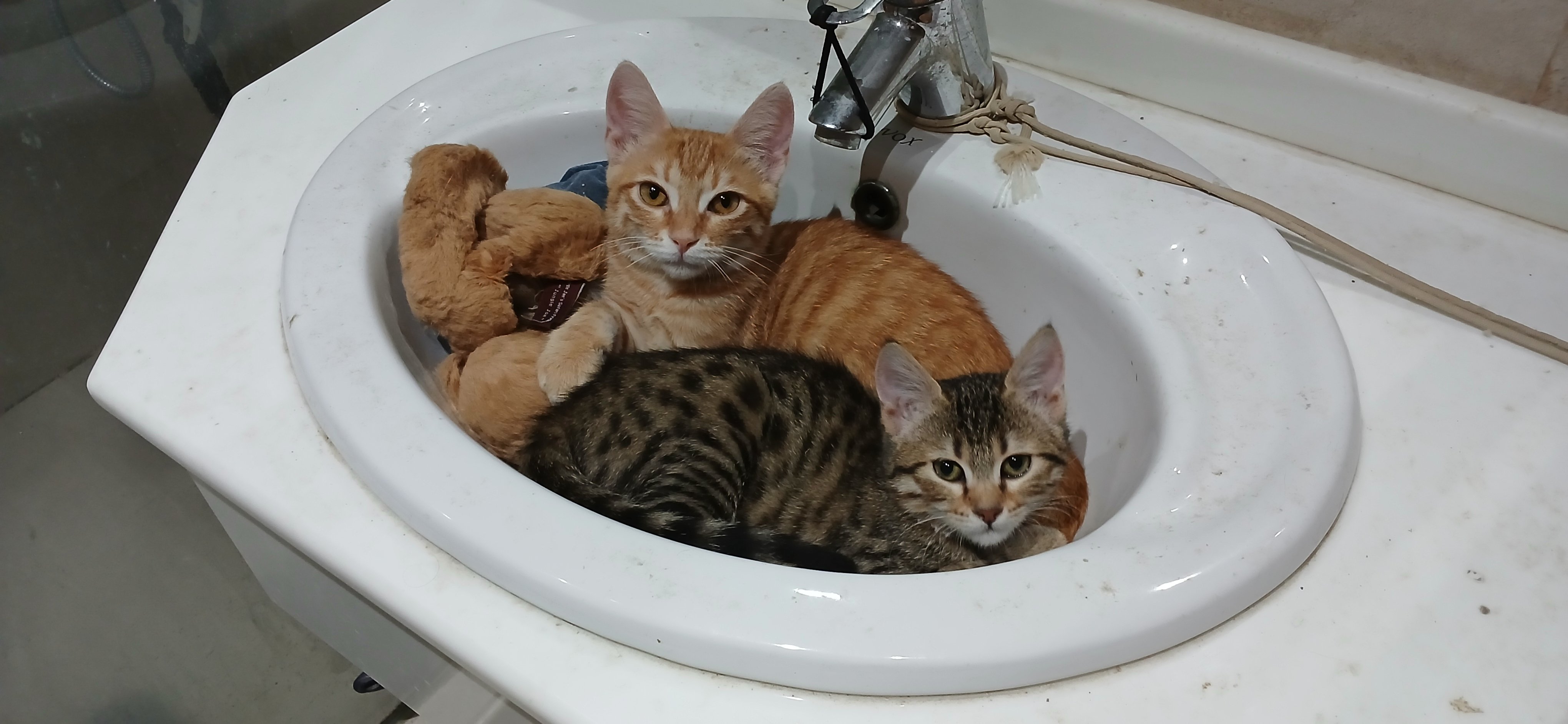 Help Lloyd's Rescue cats get to the USA campaign photo, 2 of 7