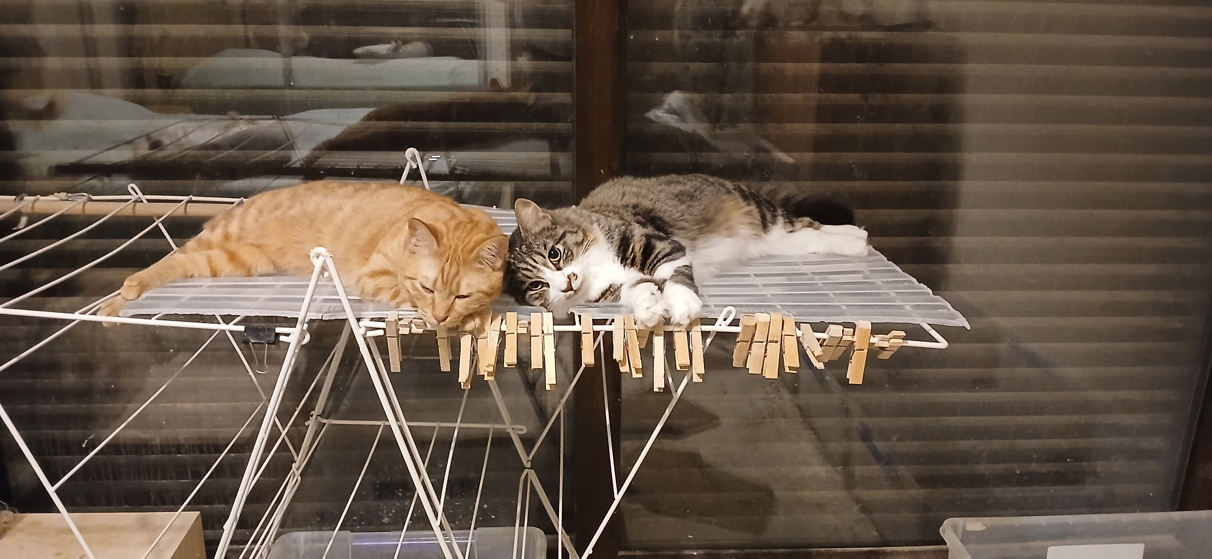 Help Lloyd's Rescue cats get to the USA campaign photo, 5 of 7