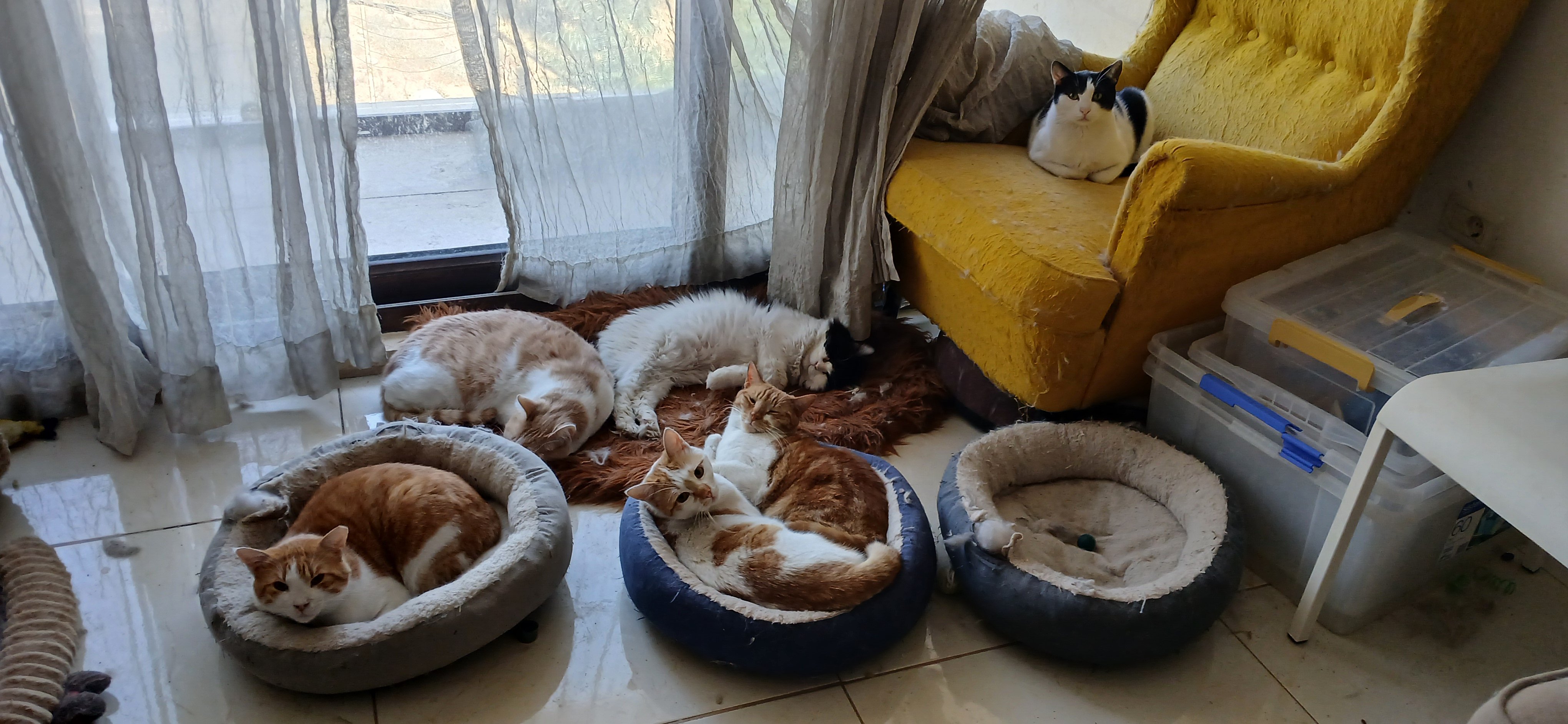 Help Lloyd's Rescue cats get to the USA campaign photo, 4 of 7