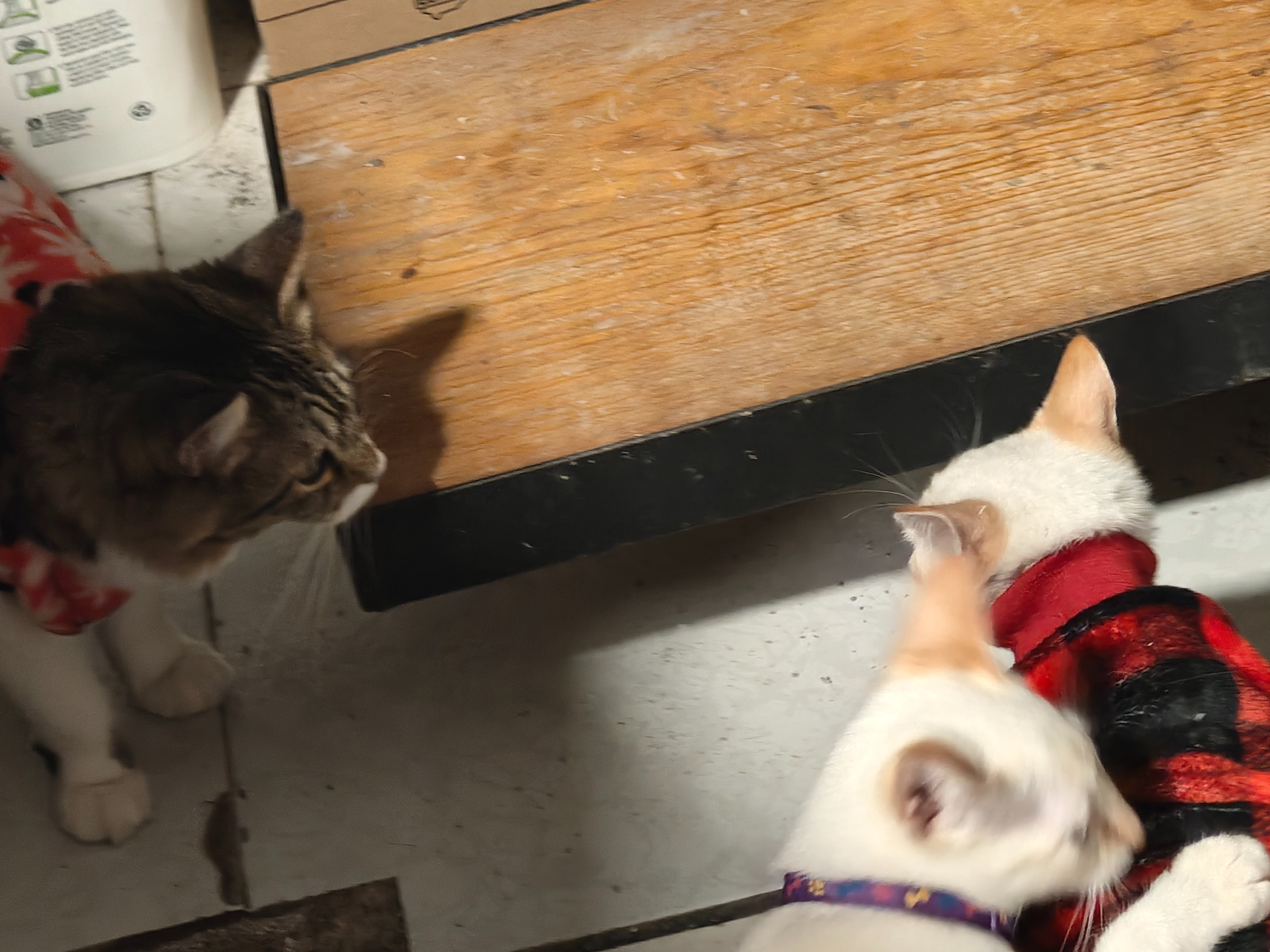 Foto de la recaudación de fondos Gatitos rescatados, 2 de 4