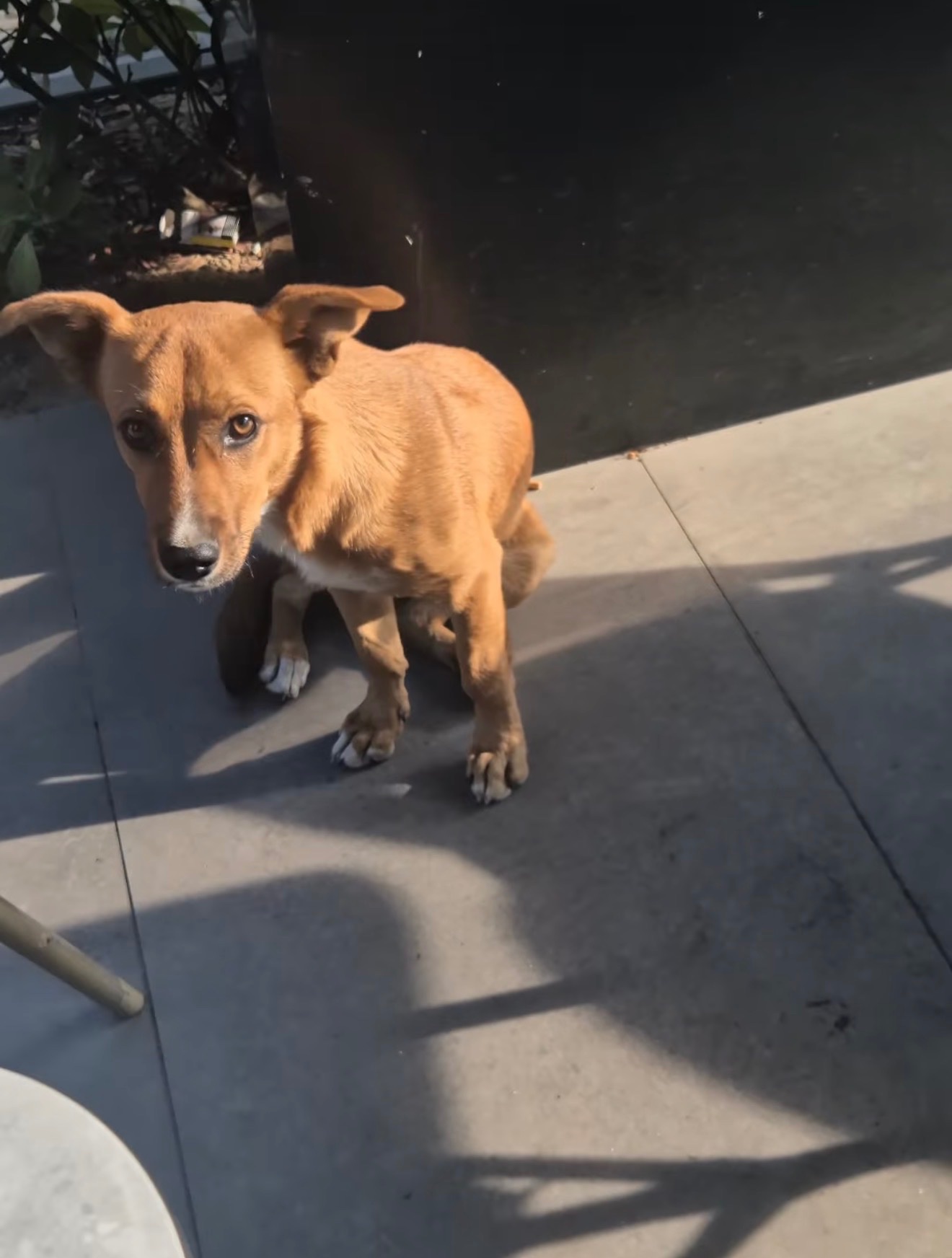 Rescue Fund for street dogs in Kosovo campaign photo, 7 of 8