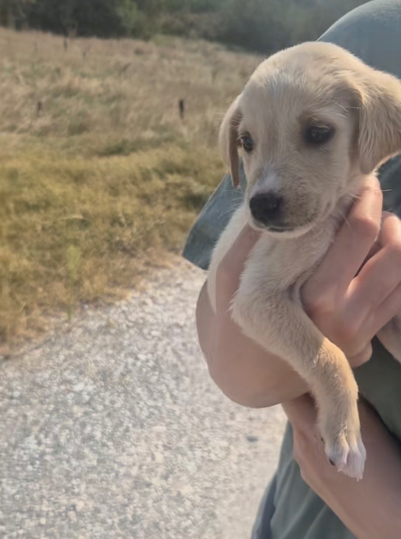 Rescue Fund for street dogs in Kosovo campaign photo, 4 of 8