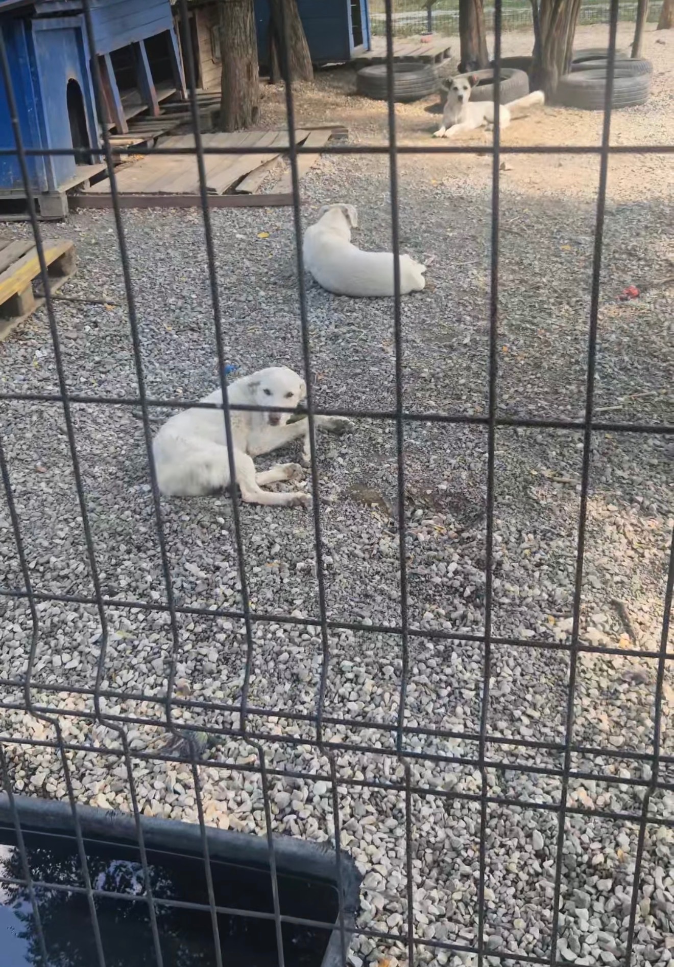 Rescue Fund for street dogs in Kosovo campaign photo, 5 of 8