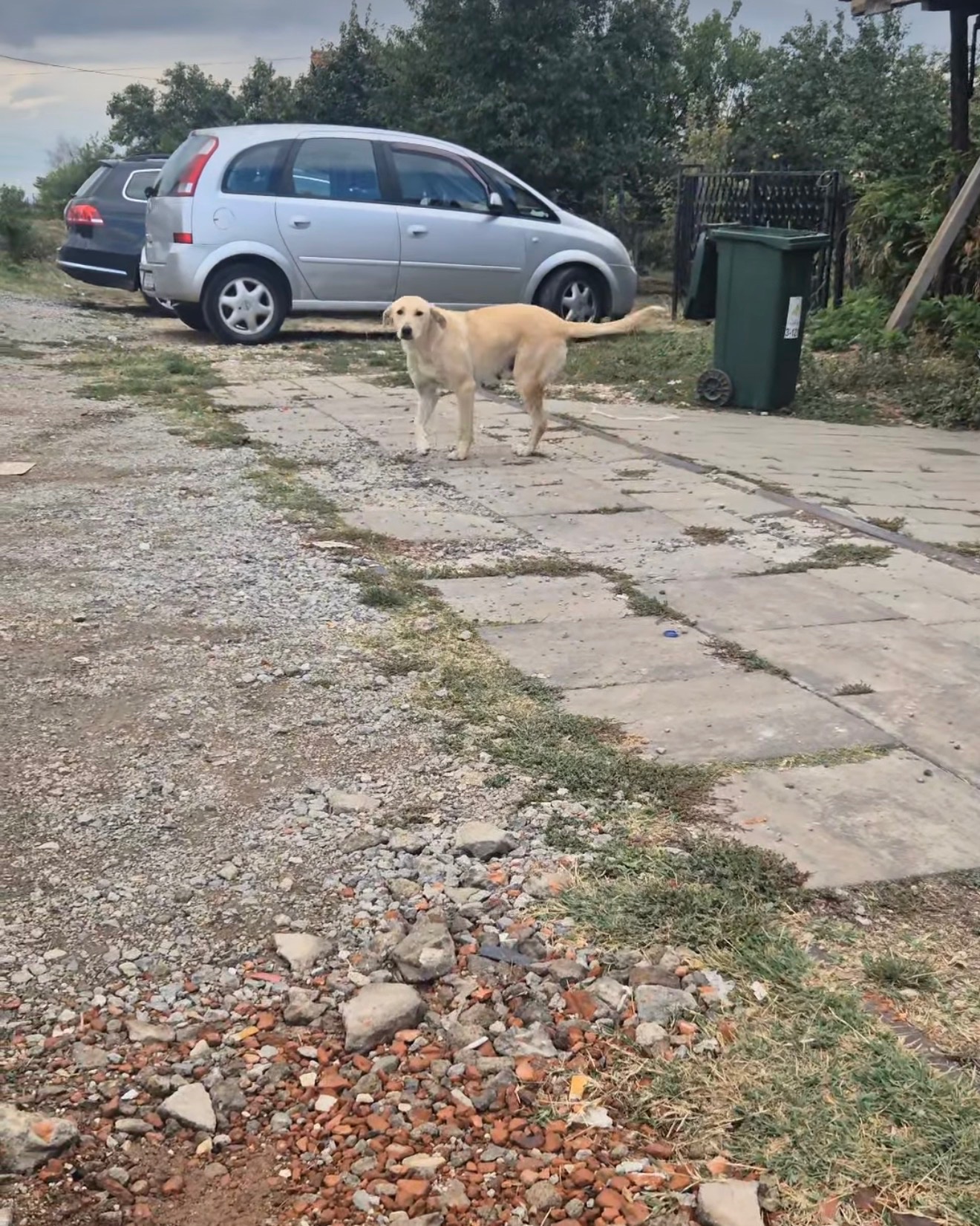 Rescue Fund for street dogs in Kosovo campaign photo, 6 of 8