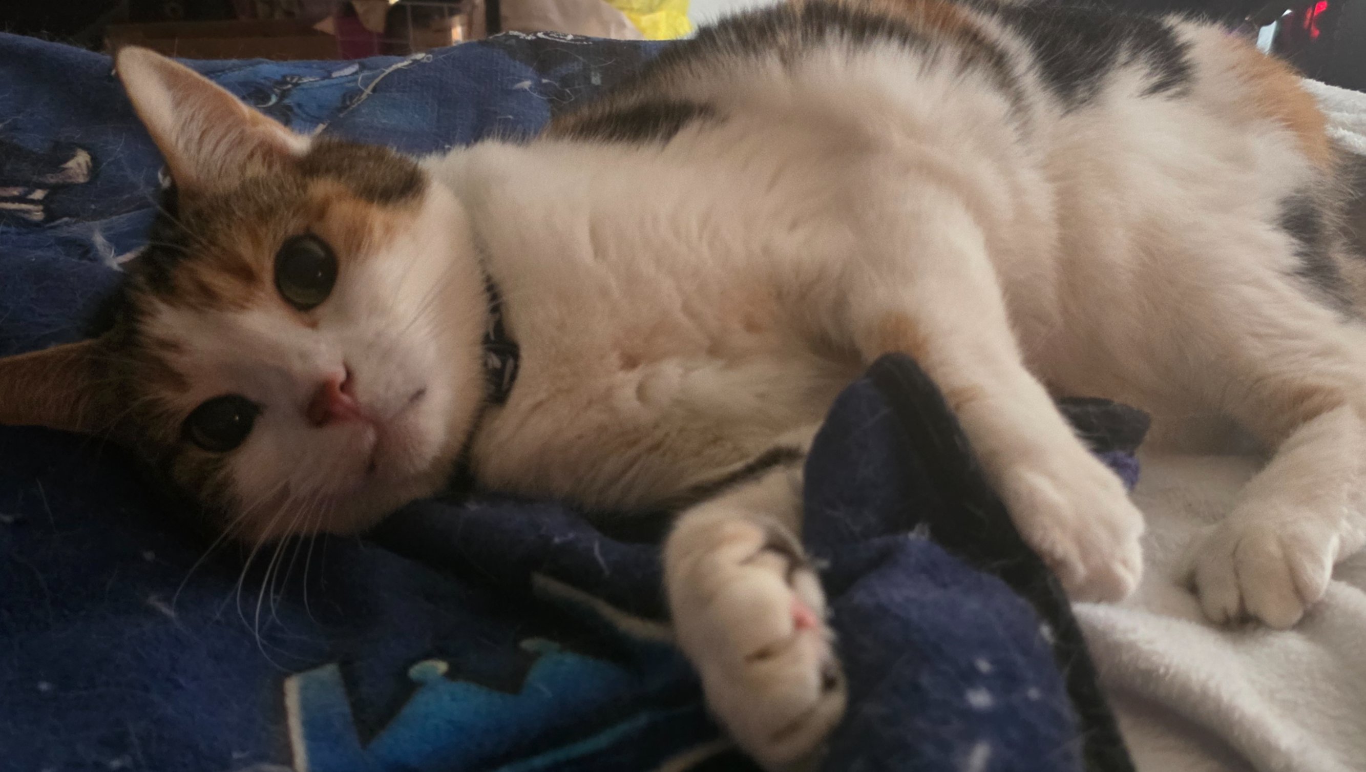 Faq Ideas Fundraiser by yuki kairi : help fund my life while i go through cancer ...