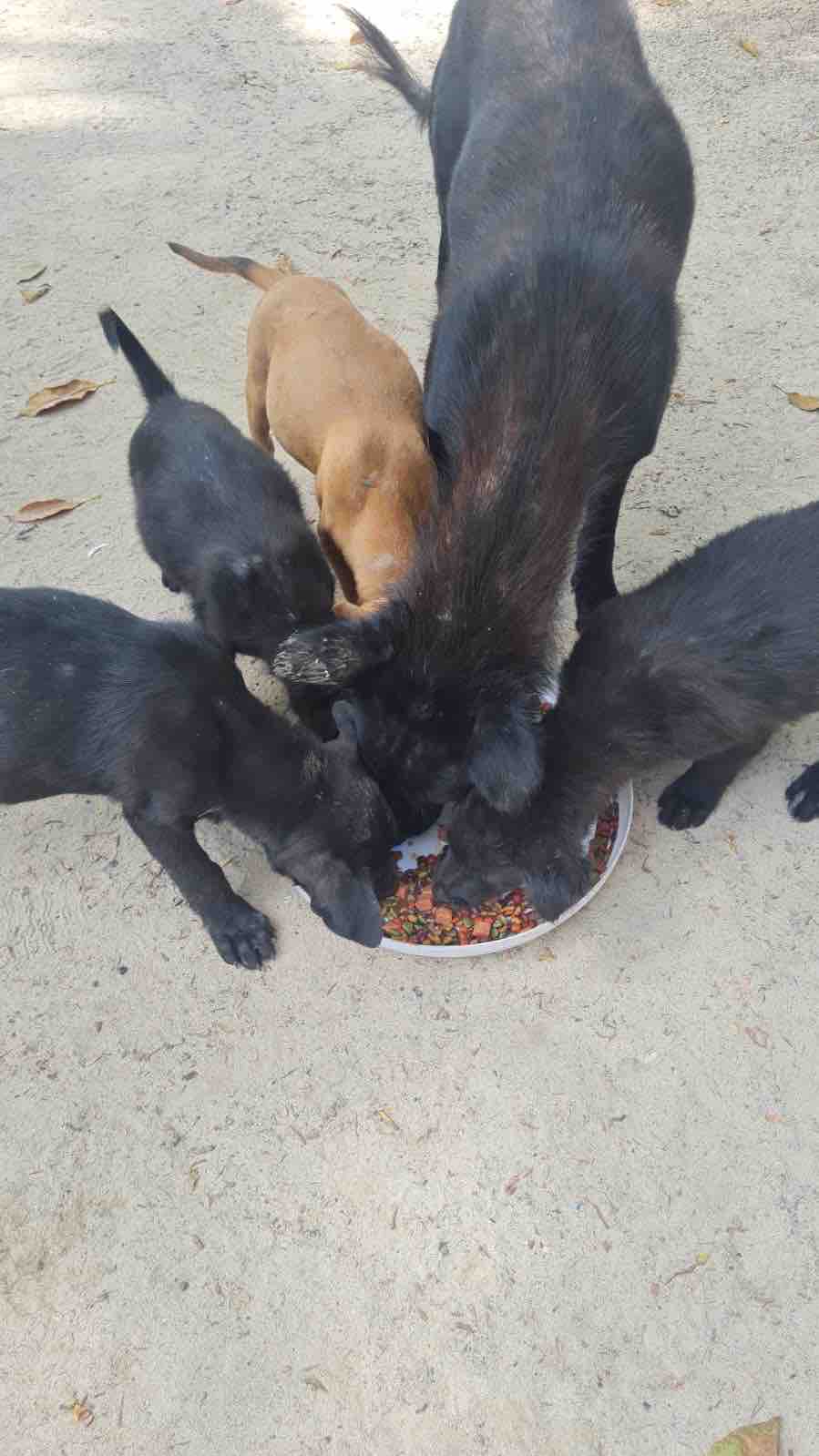 Help Us Care For Animals Across Koh Phangan campaign photo, 4 of 13