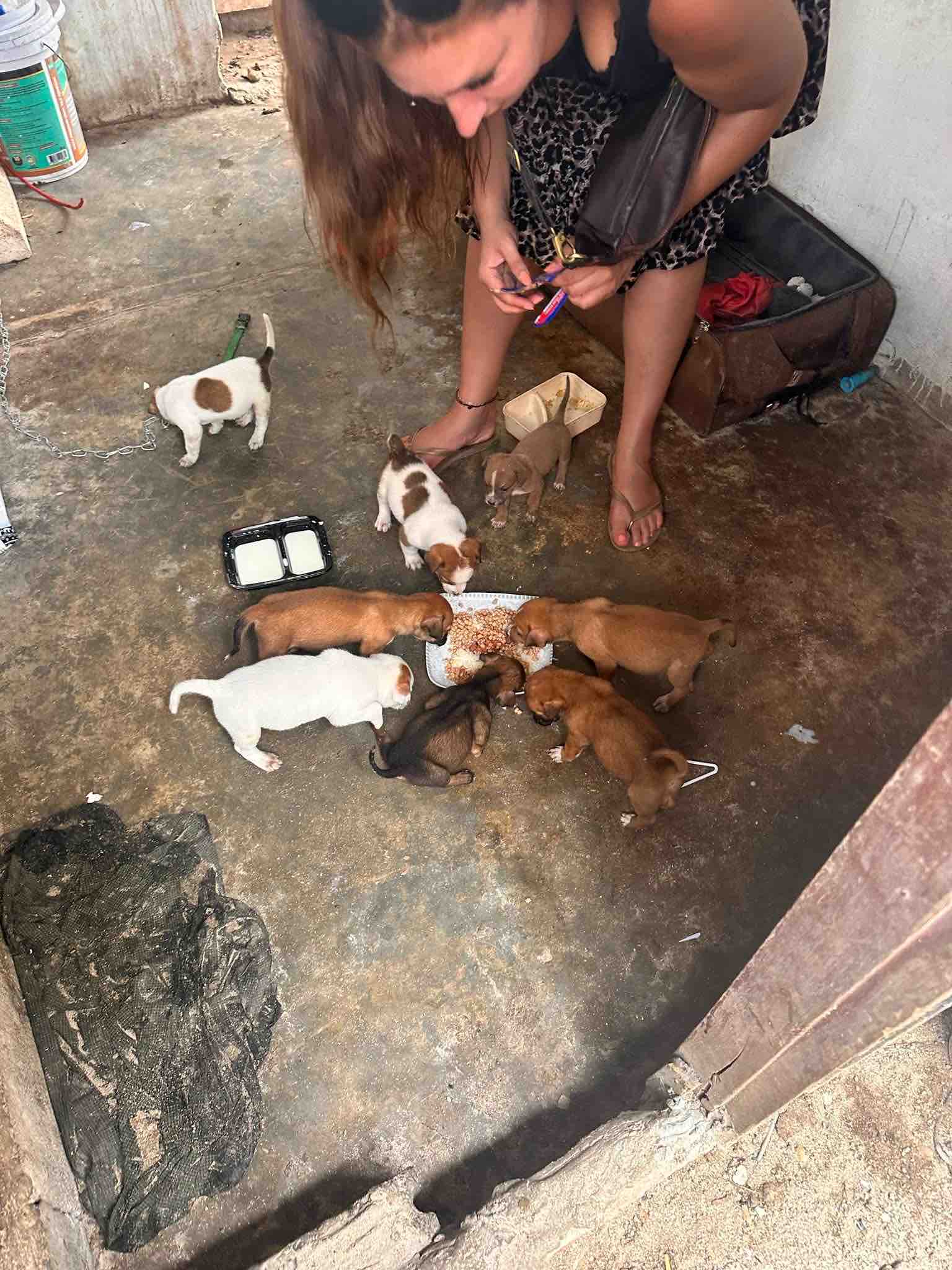 Help Us Care For Animals Across Koh Phangan campaign photo, 5 of 13