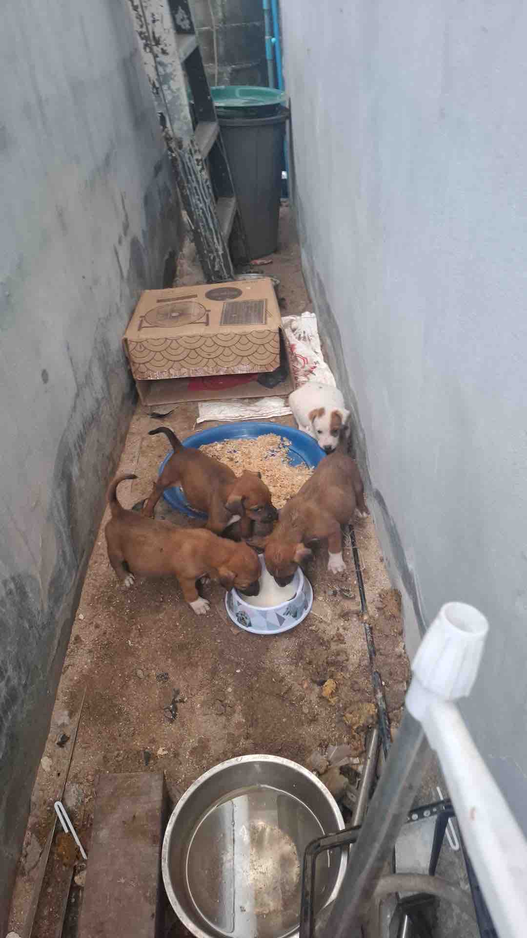 Help Us Care For Animals Across Koh Phangan campaign photo, 6 of 13