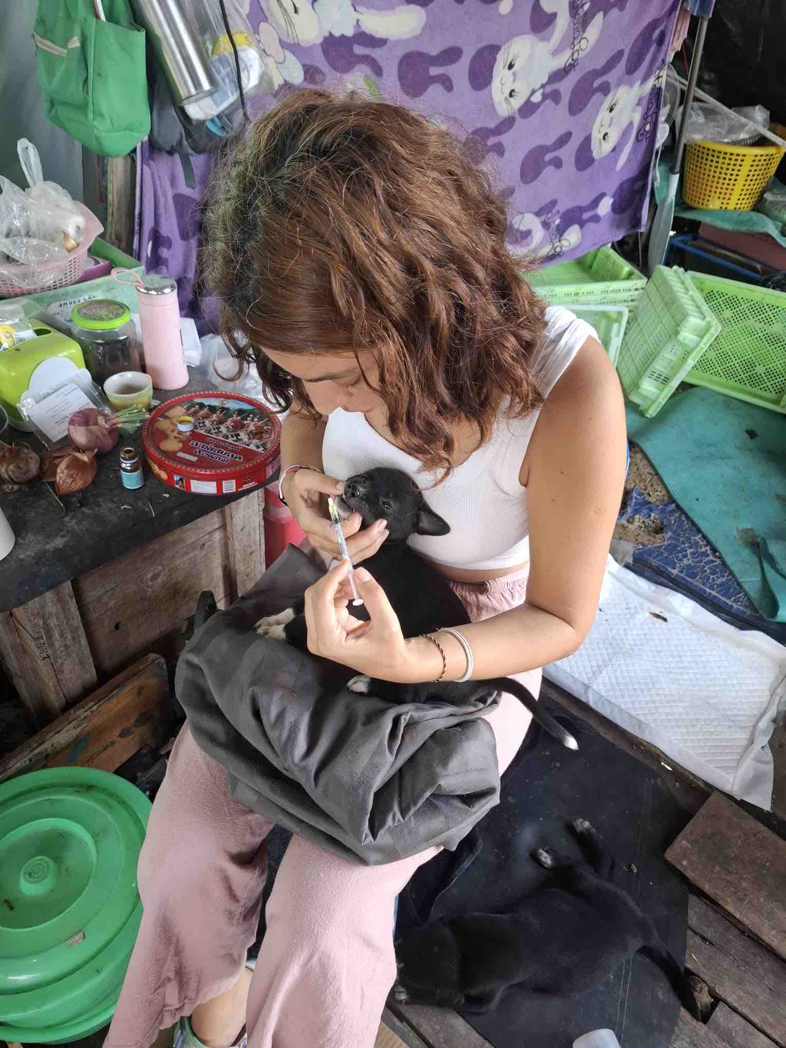 Help Us Care For Animals Across Koh Phangan campaign photo, 7 of 13