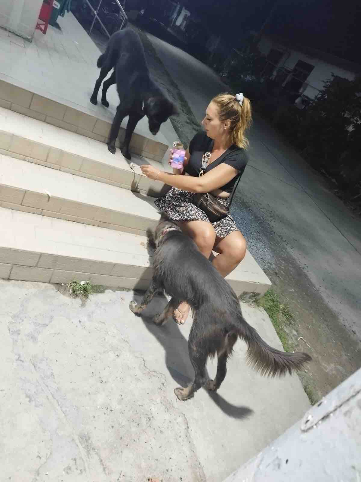 Help Us Care For Animals Across Koh Phangan campaign photo, 8 of 13