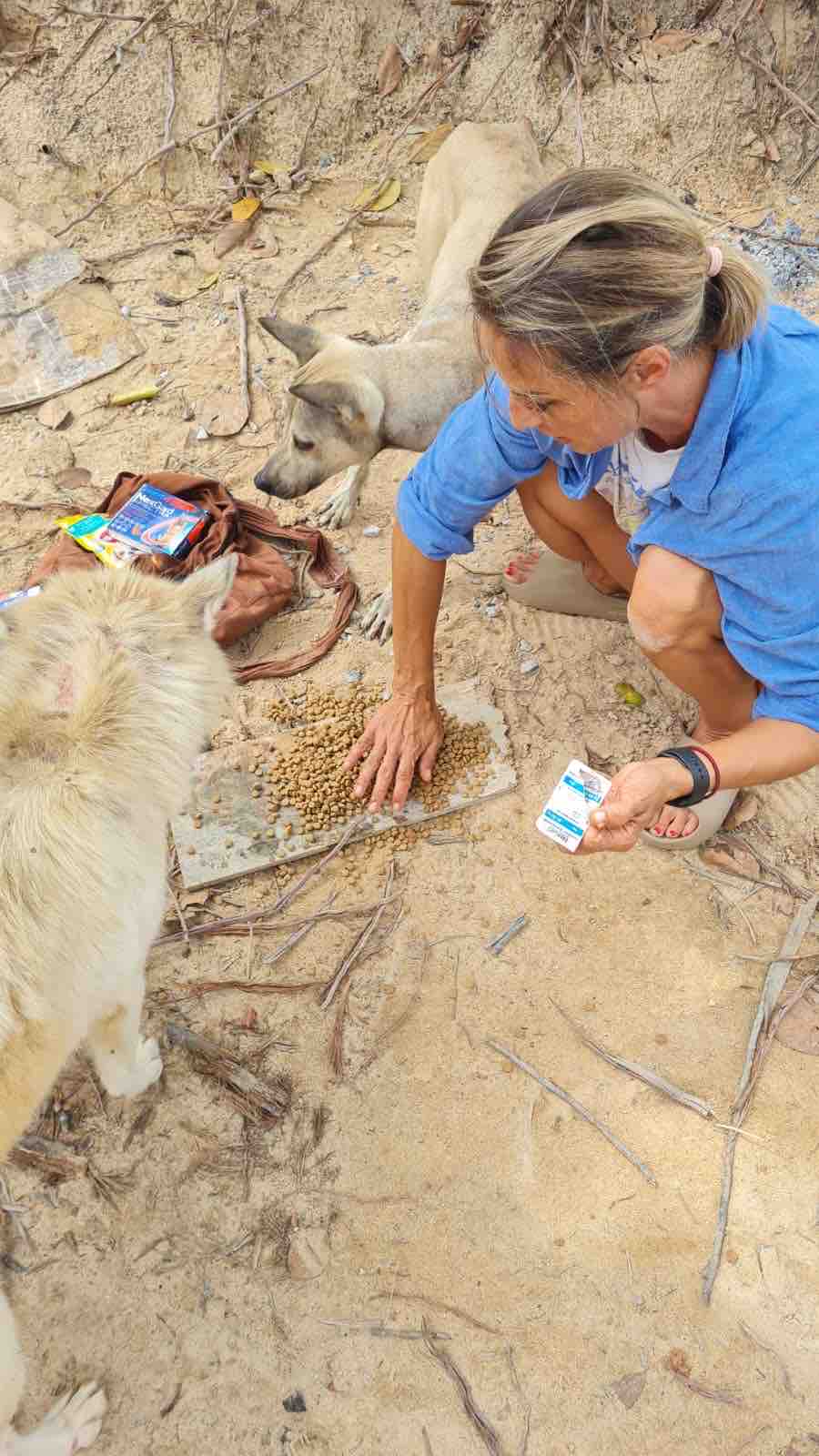 Help Us Care For Animals Across Koh Phangan campaign photo, 9 of 13