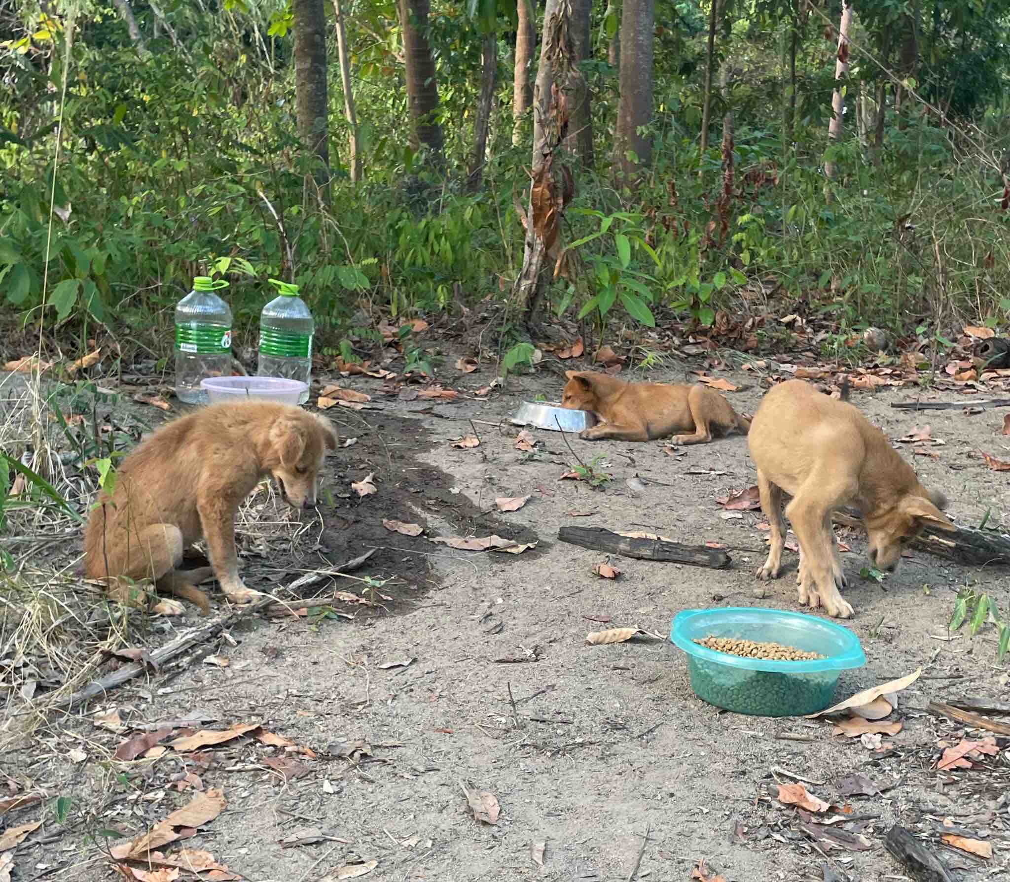 Help Us Care For Animals Across Koh Phangan campaign photo, 10 of 13