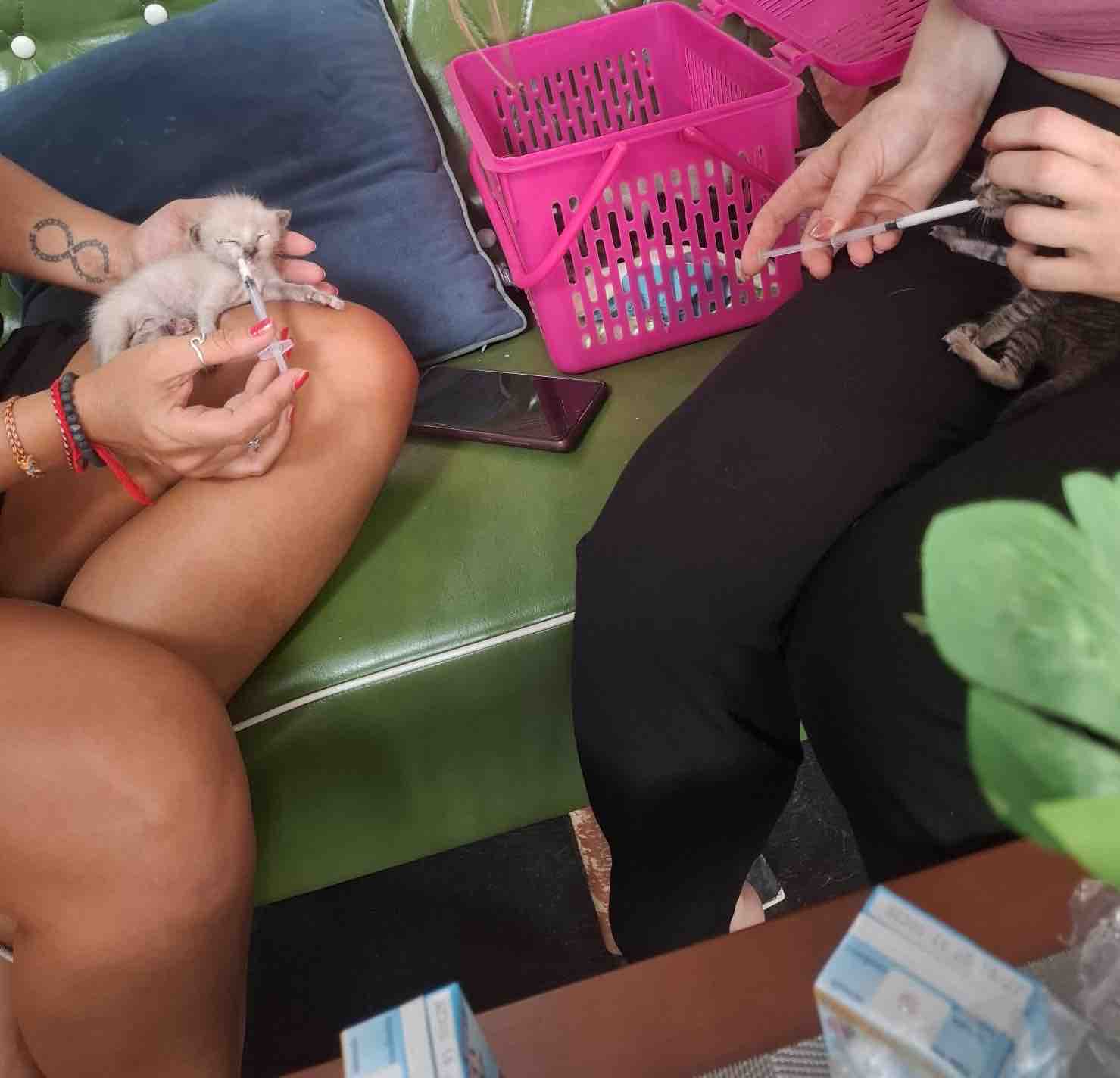 Help Us Care For Animals Across Koh Phangan campaign photo, 11 of 13