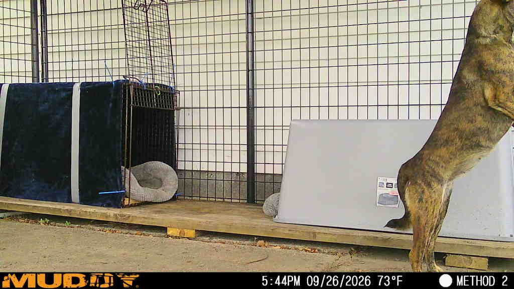 Save Bettie . . . a sick, shepherd pup abandoned on the road campaign photo, 6 of 7