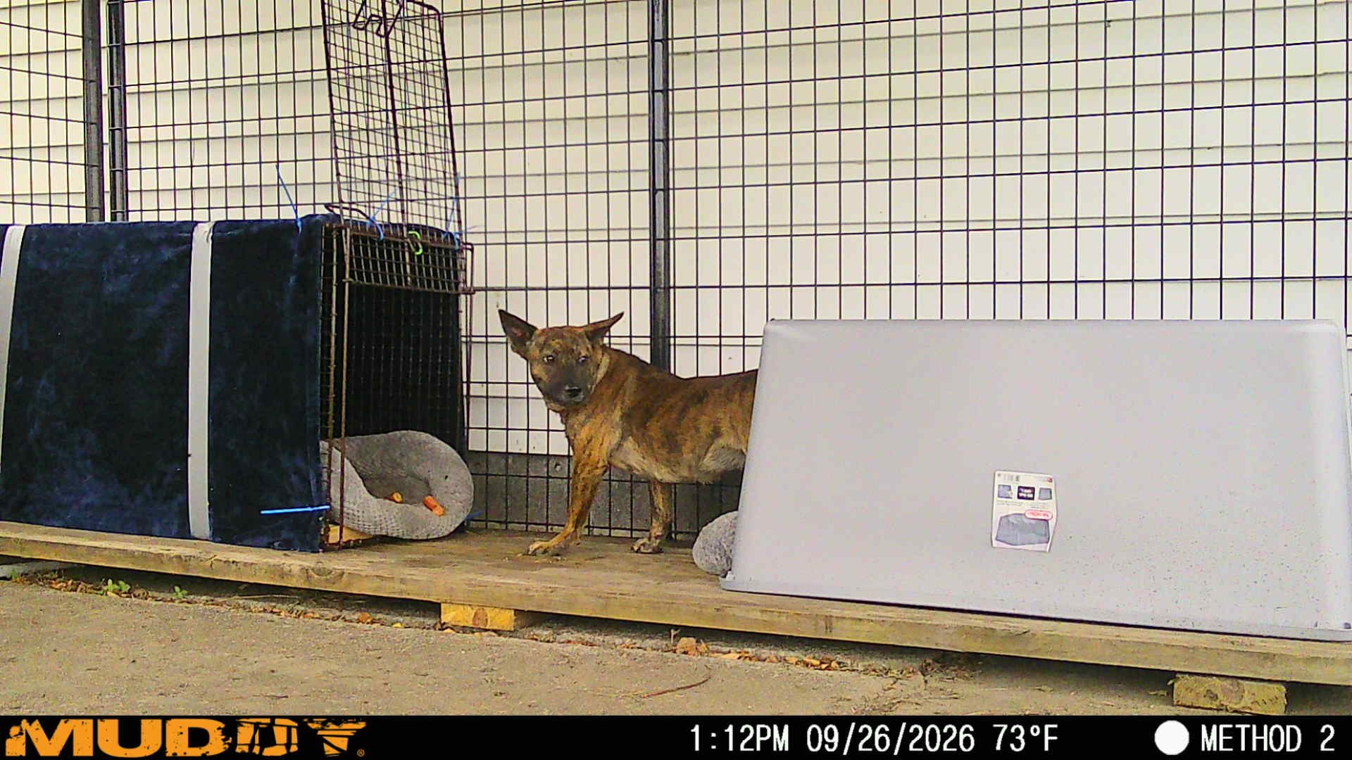Save Bettie . . . a sick, shepherd pup abandoned on the road campaign photo, 4 of 7