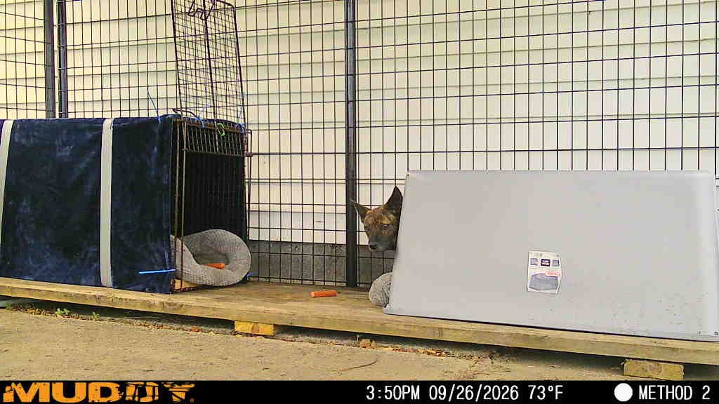 Save Bettie . . . a sick, shepherd pup abandoned on the road campaign photo, 5 of 7