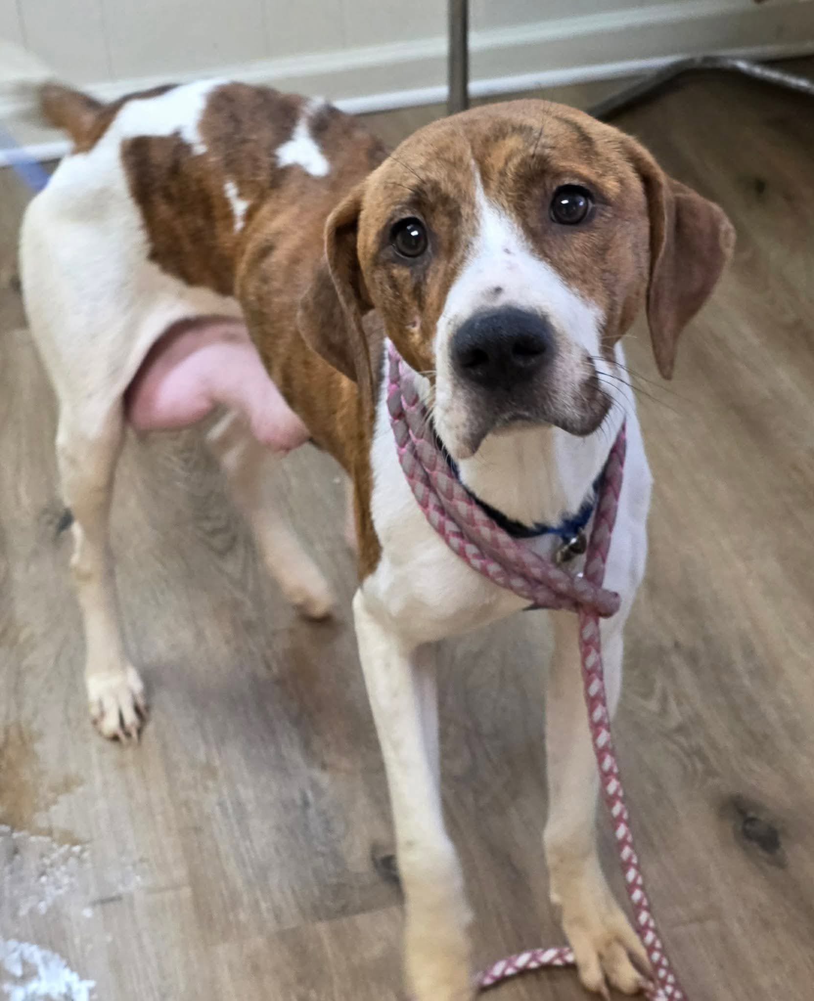 Be a HERO, Help Save HERO Hound Rescue campaign photo, 4 of 7