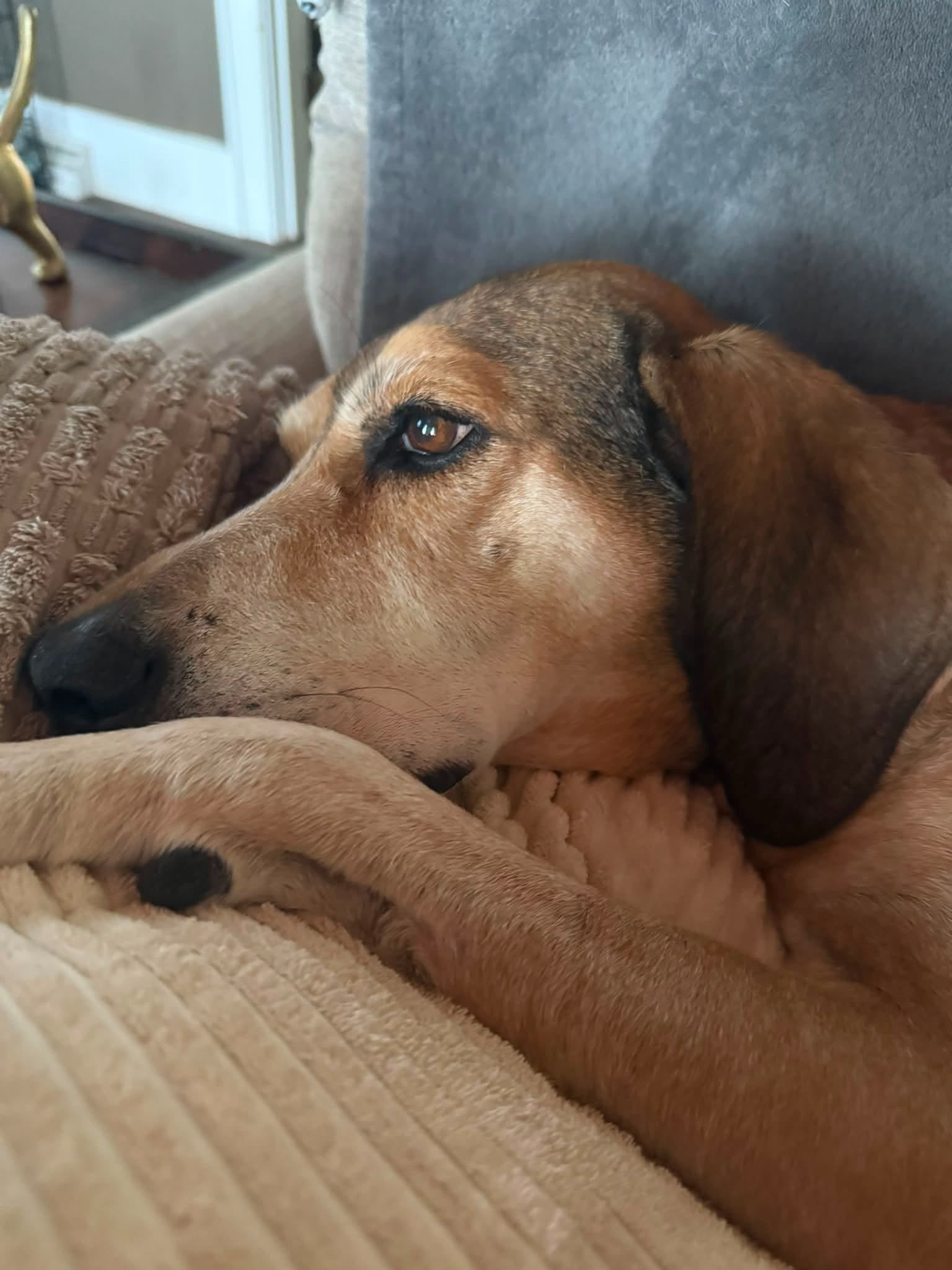 Be a HERO, Help Save HERO Hound Rescue campaign photo, 2 of 7