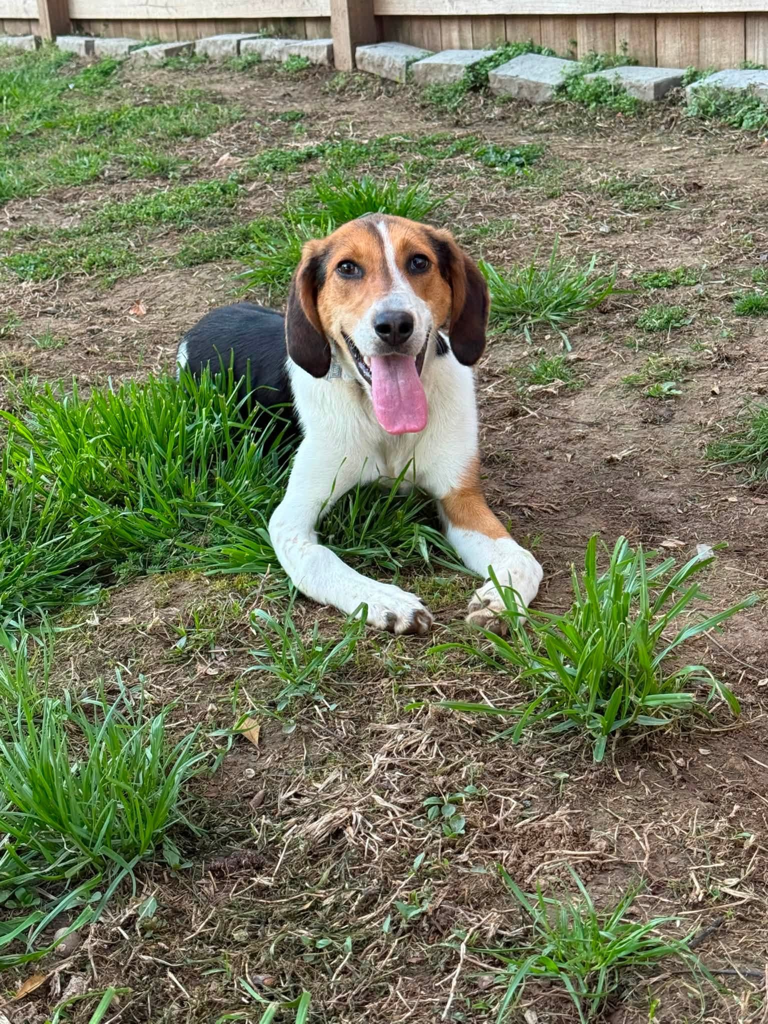 Be a HERO, Help Save HERO Hound Rescue campaign photo, 5 of 7