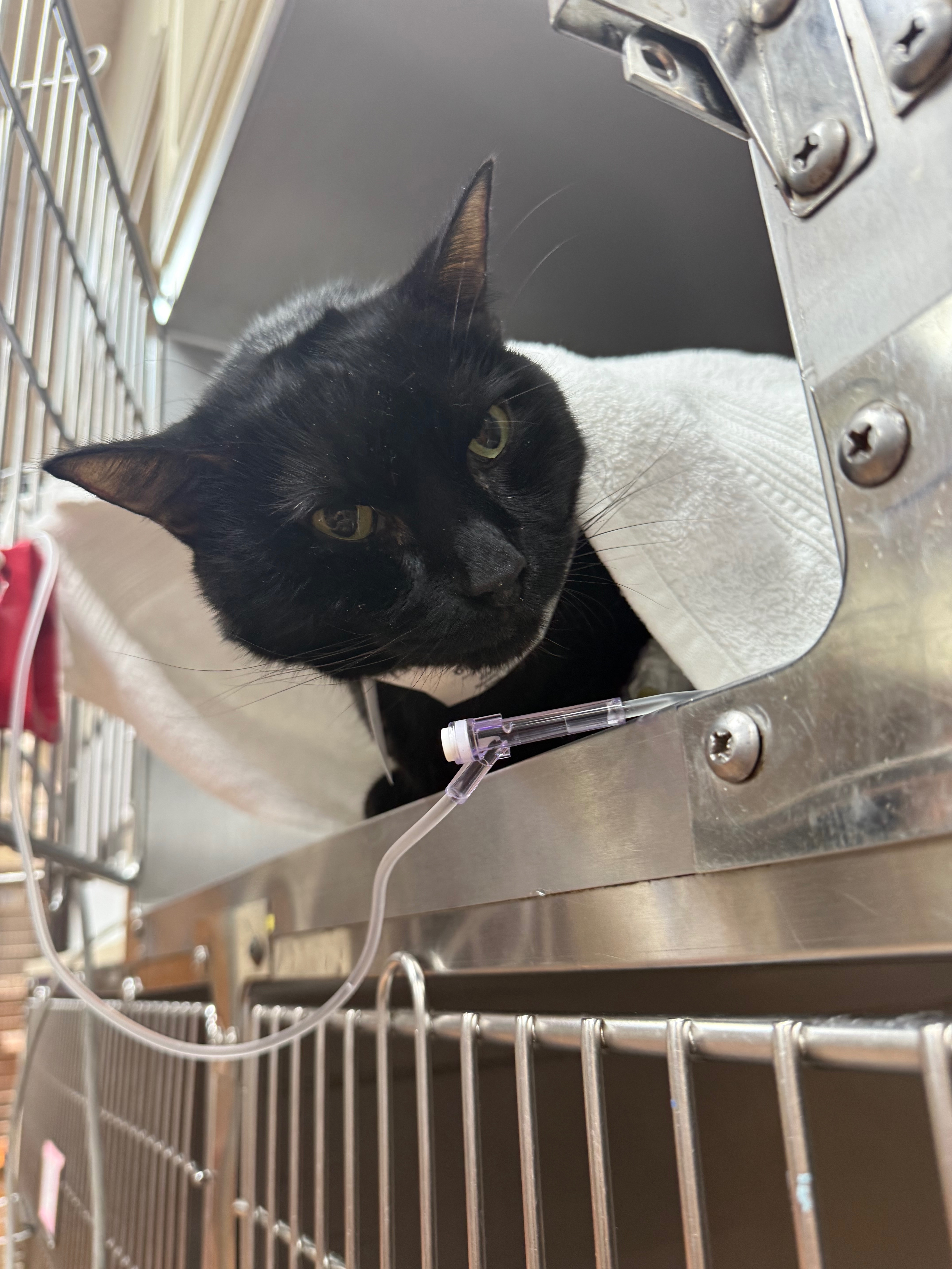 Diablo's Ongoing Ketoacidosis Care campaign photo, 4 of 8