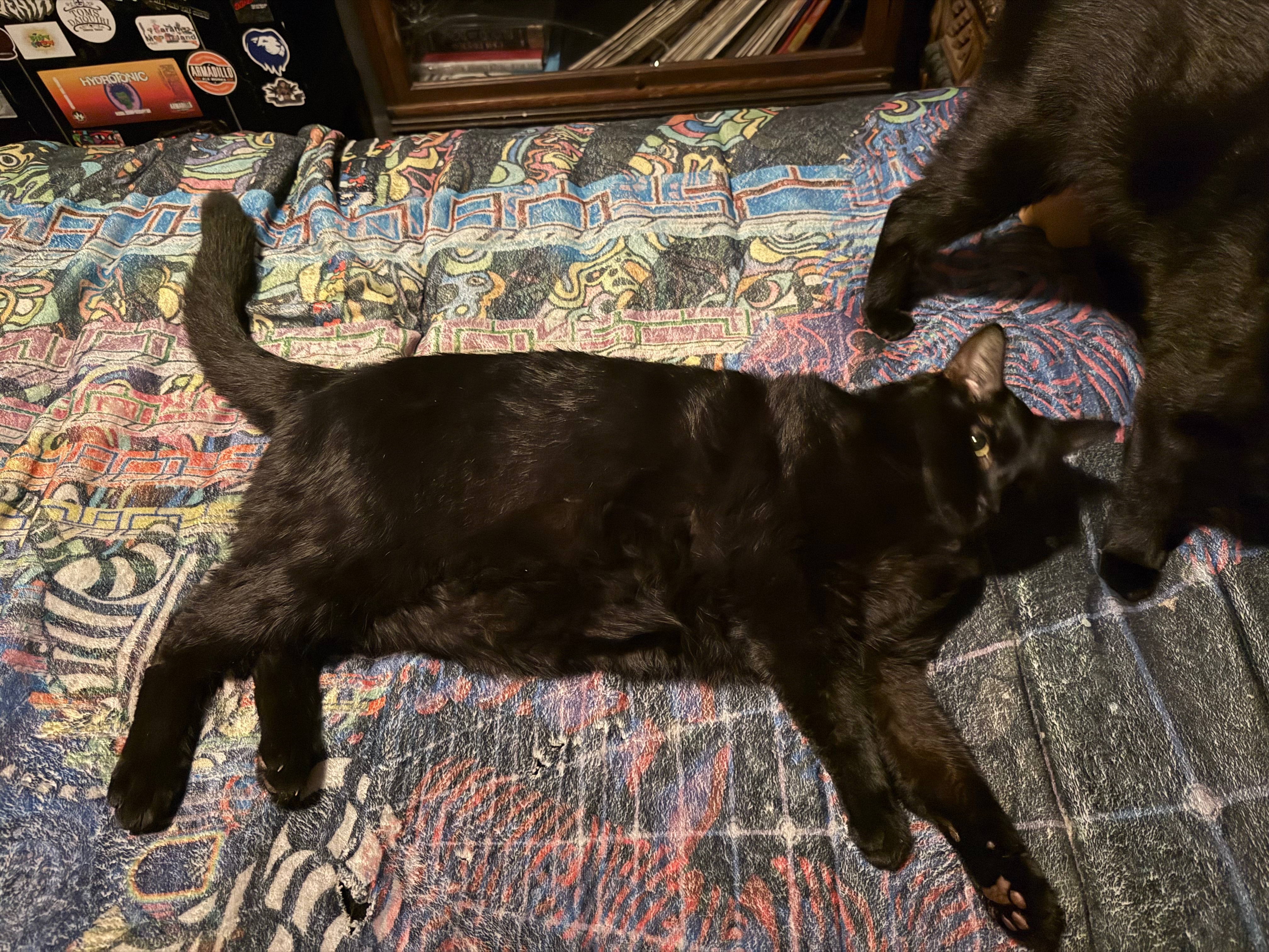 Diablo's Ongoing Ketoacidosis Care campaign photo, 5 of 8