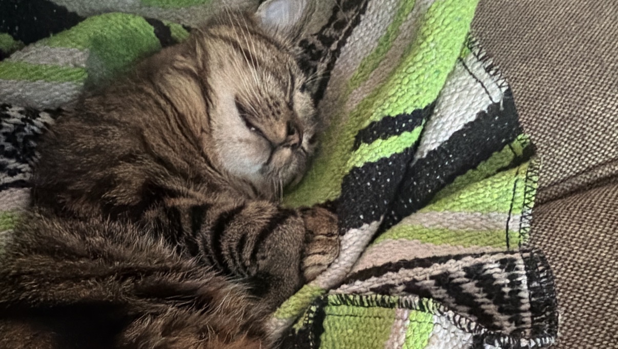 Fundraiser by Chris D : Help Felix get the medical attention he needs