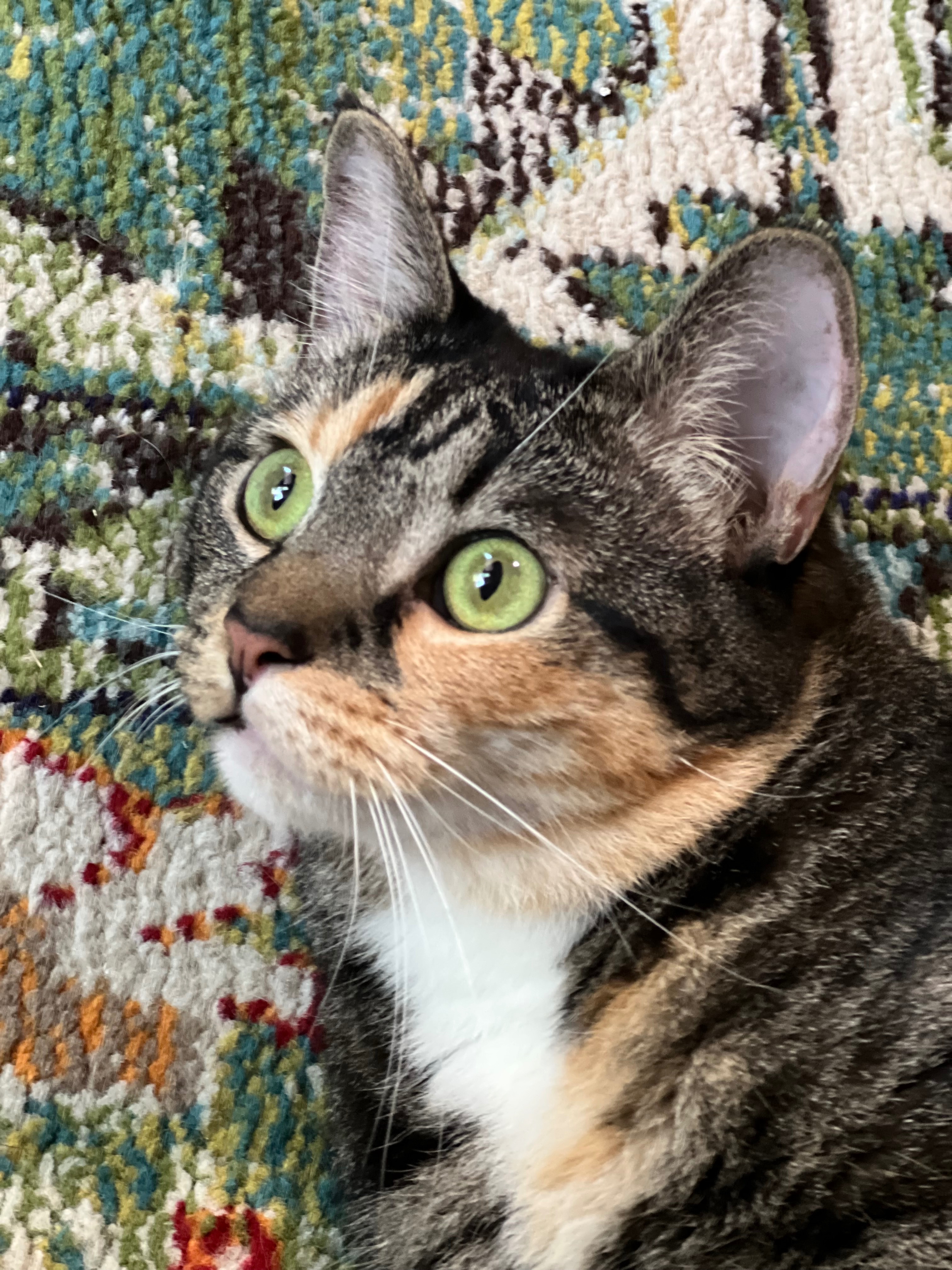 Support for Sally's Vet Care campaign photo, 2 of 7