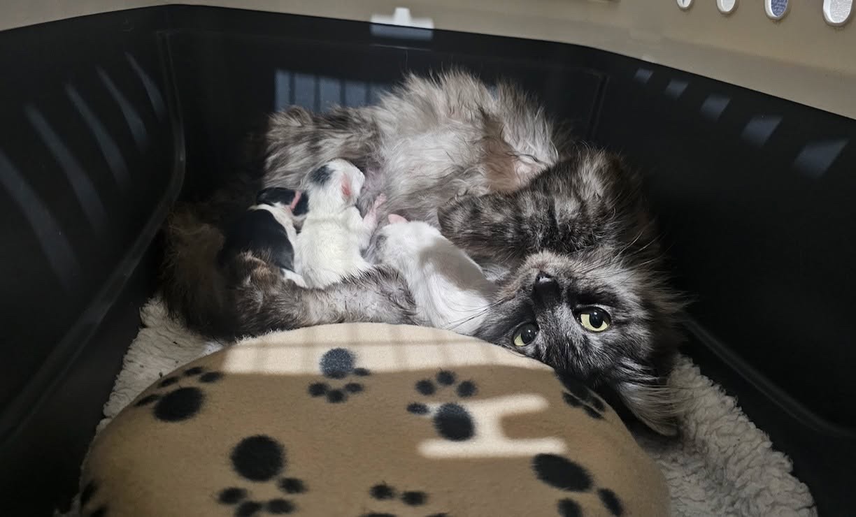Save a tiny kitten and his family campaign photo, 10 of 11