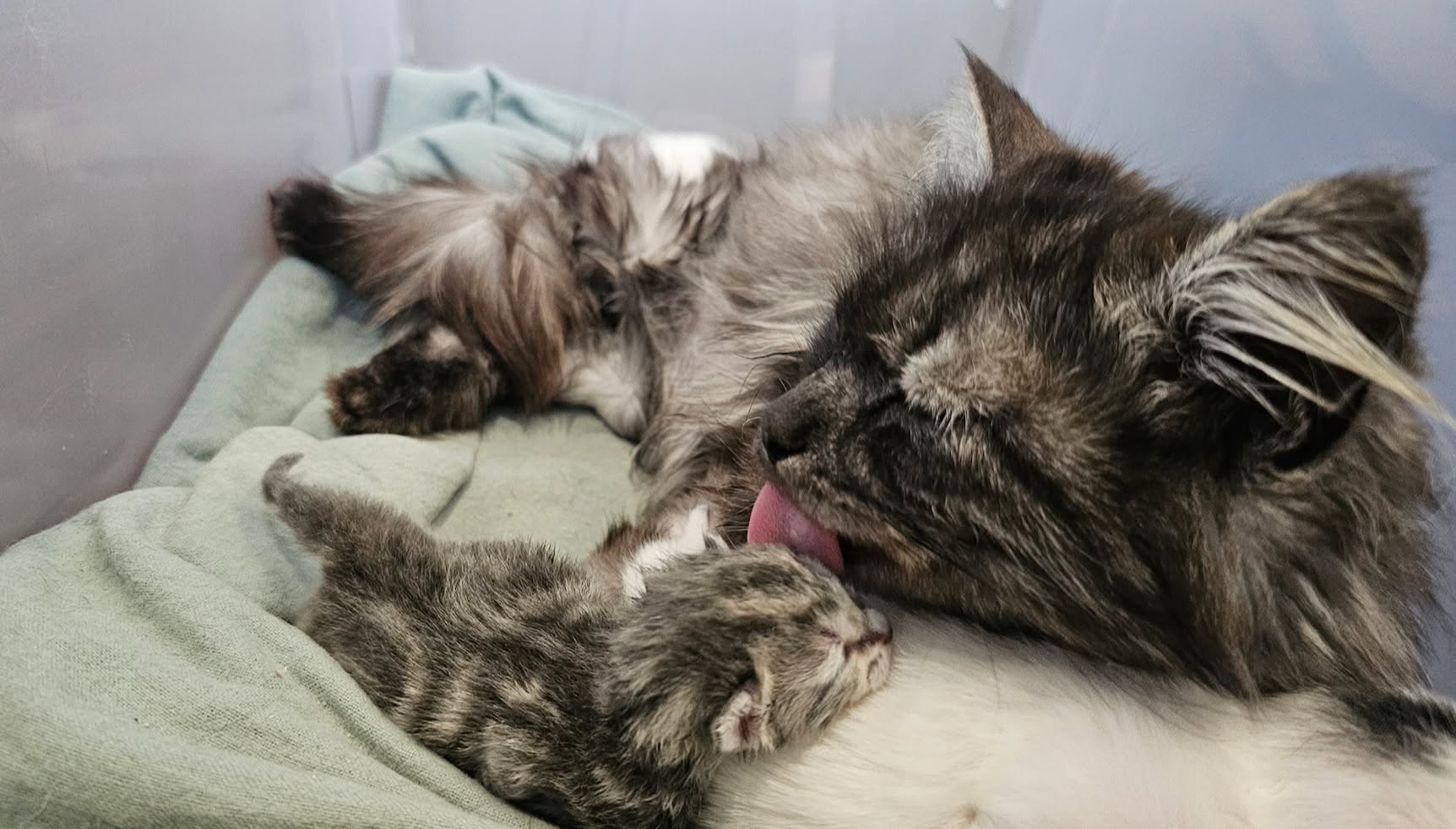 Save a tiny kitten and his family campaign photo, 2 of 11