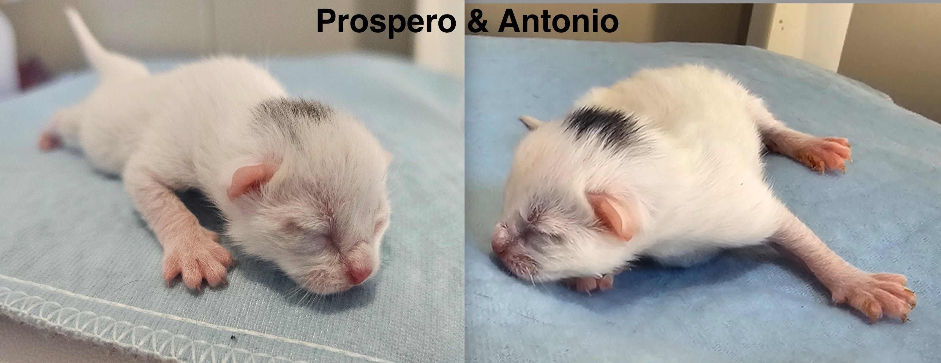 Save a tiny kitten and his family campaign photo, 4 of 11