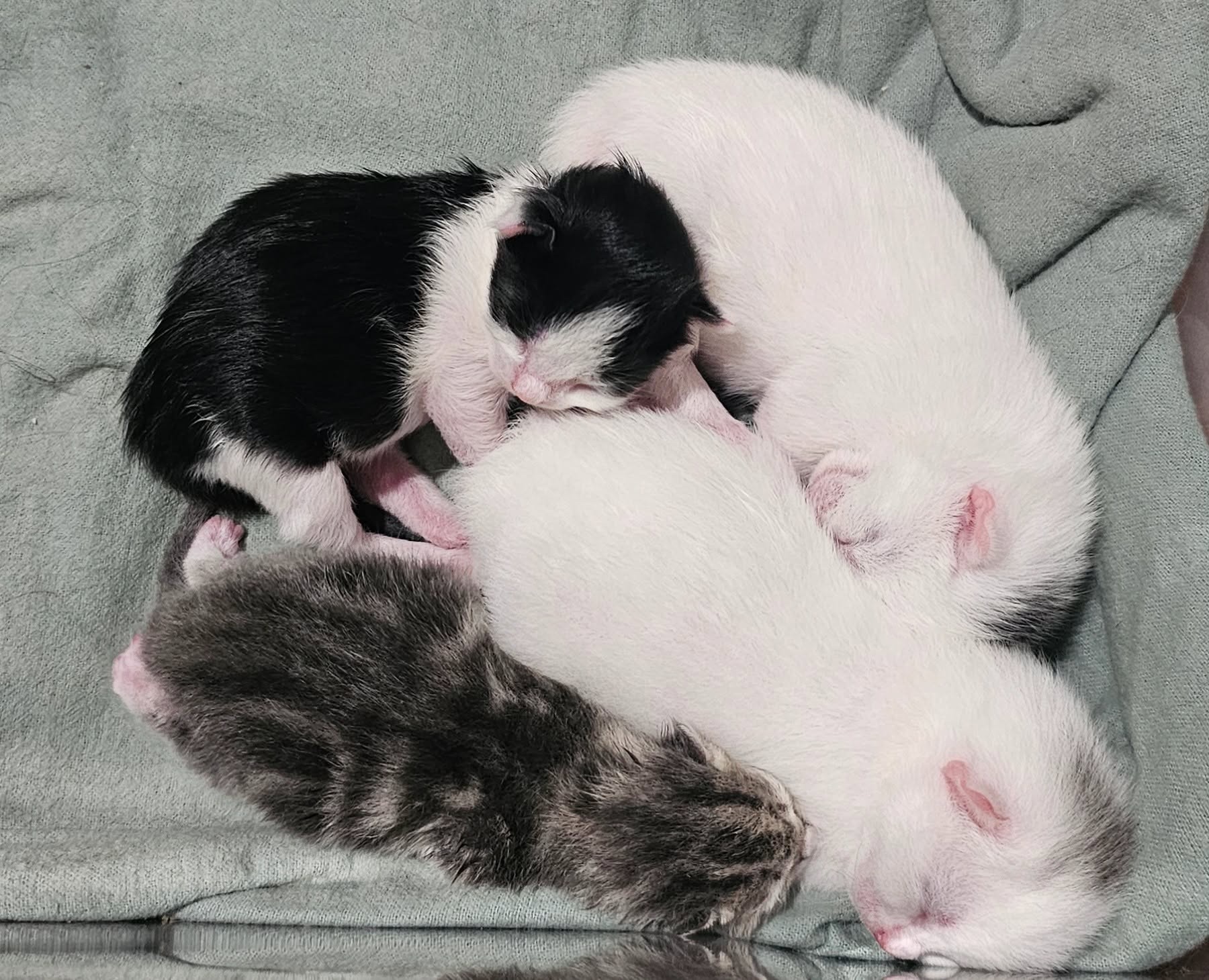 Save a tiny kitten and his family campaign photo, 5 of 11