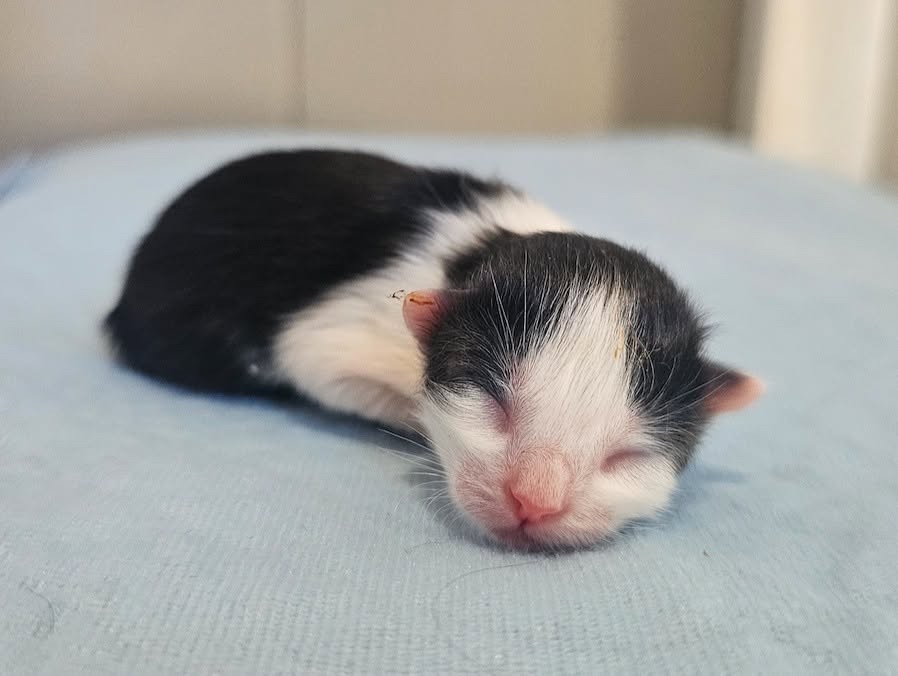 Save a tiny kitten and his family campaign photo, 6 of 11