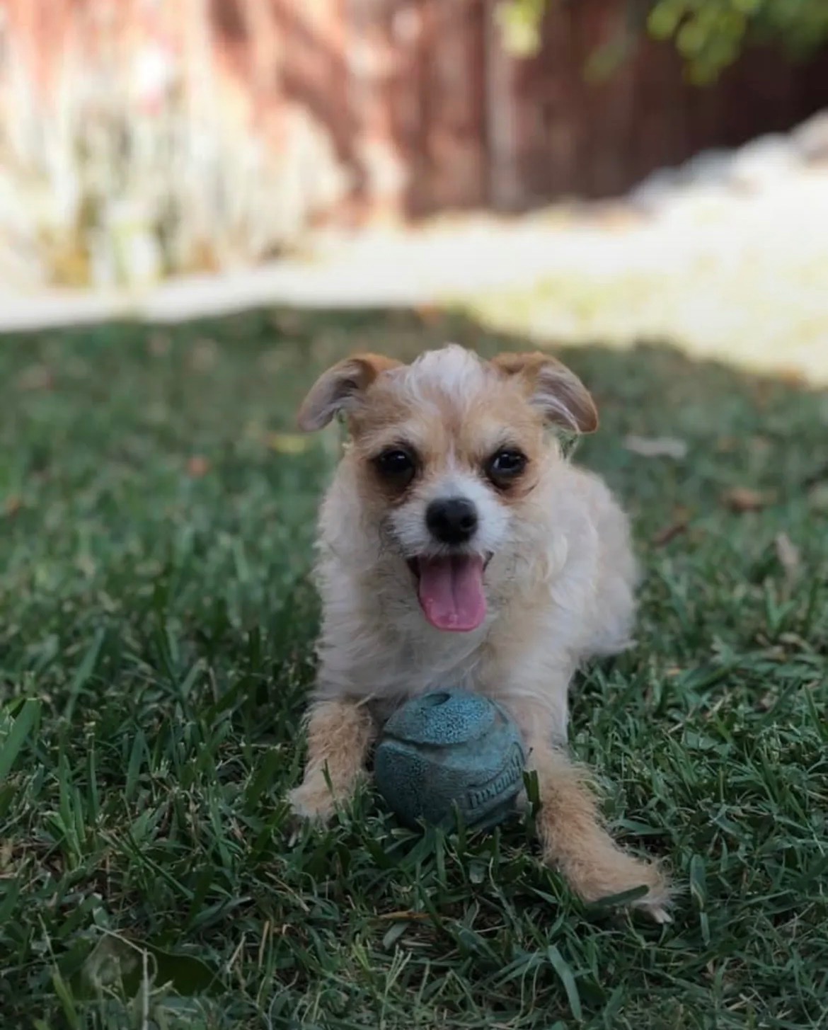 Rocket Needs Surgery After a Bad Fall campaign photo, 6 of 7