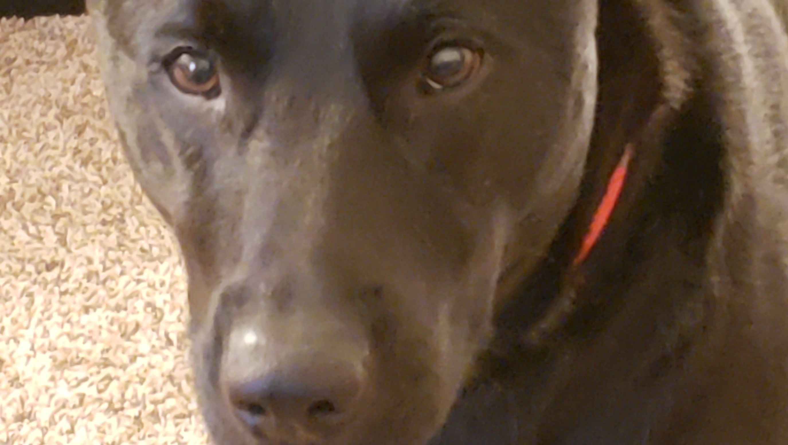 Faq Ideas Fundraiser by Dawn Hull : A Little Help for My Dog’s Surgery