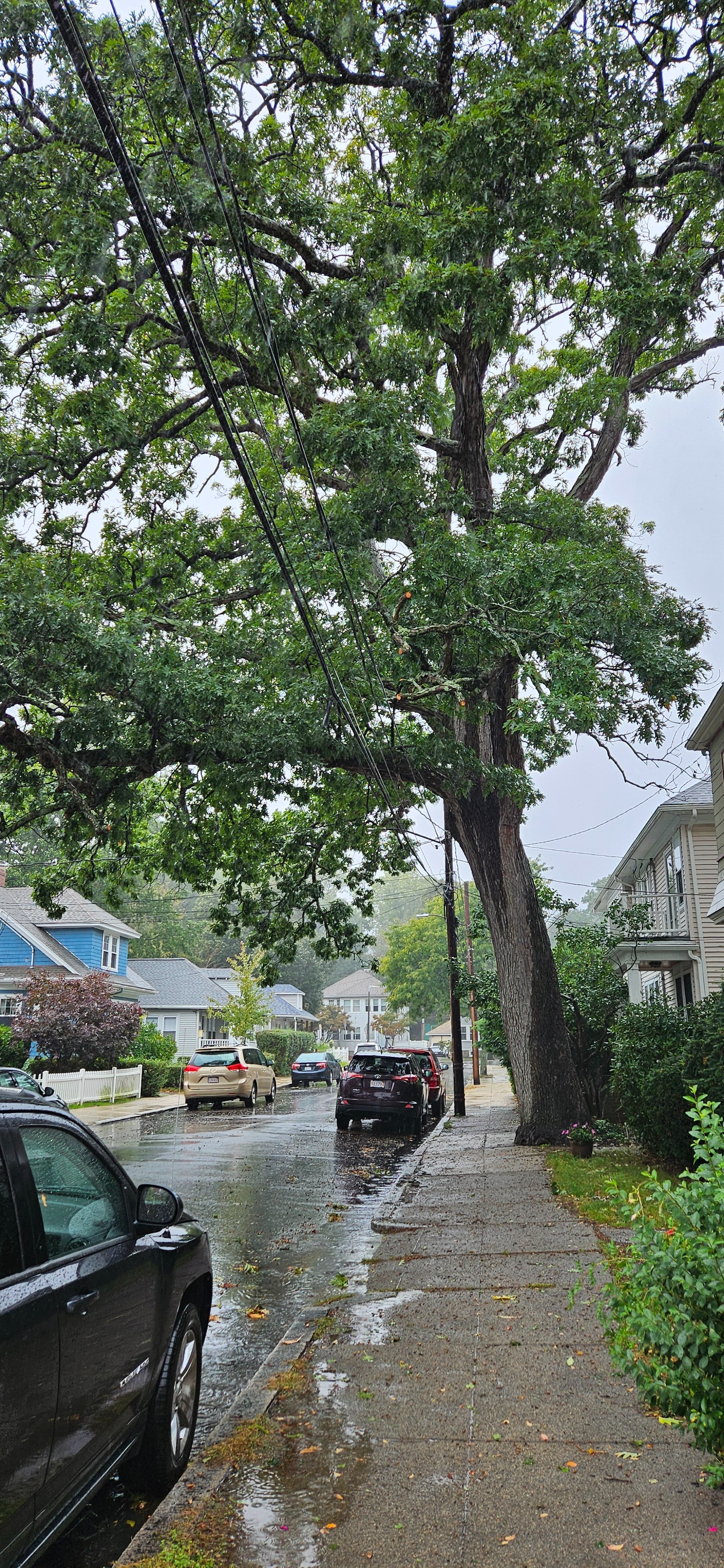 Urgent: Help Preserve Ardale St.'s Giant White Oak campaign photo, 4 of 4