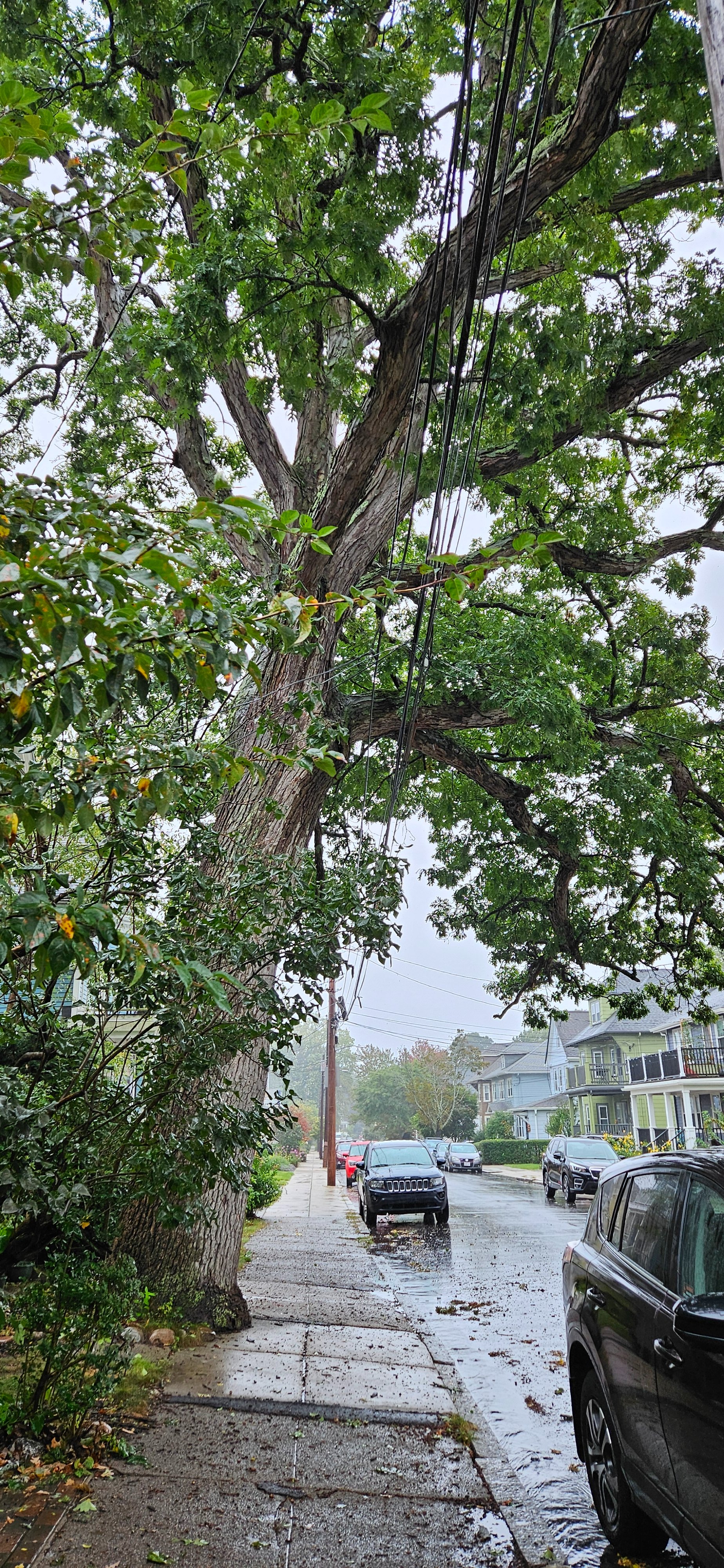 Urgent: Help Preserve Ardale St.'s Giant White Oak campaign photo, 2 of 4