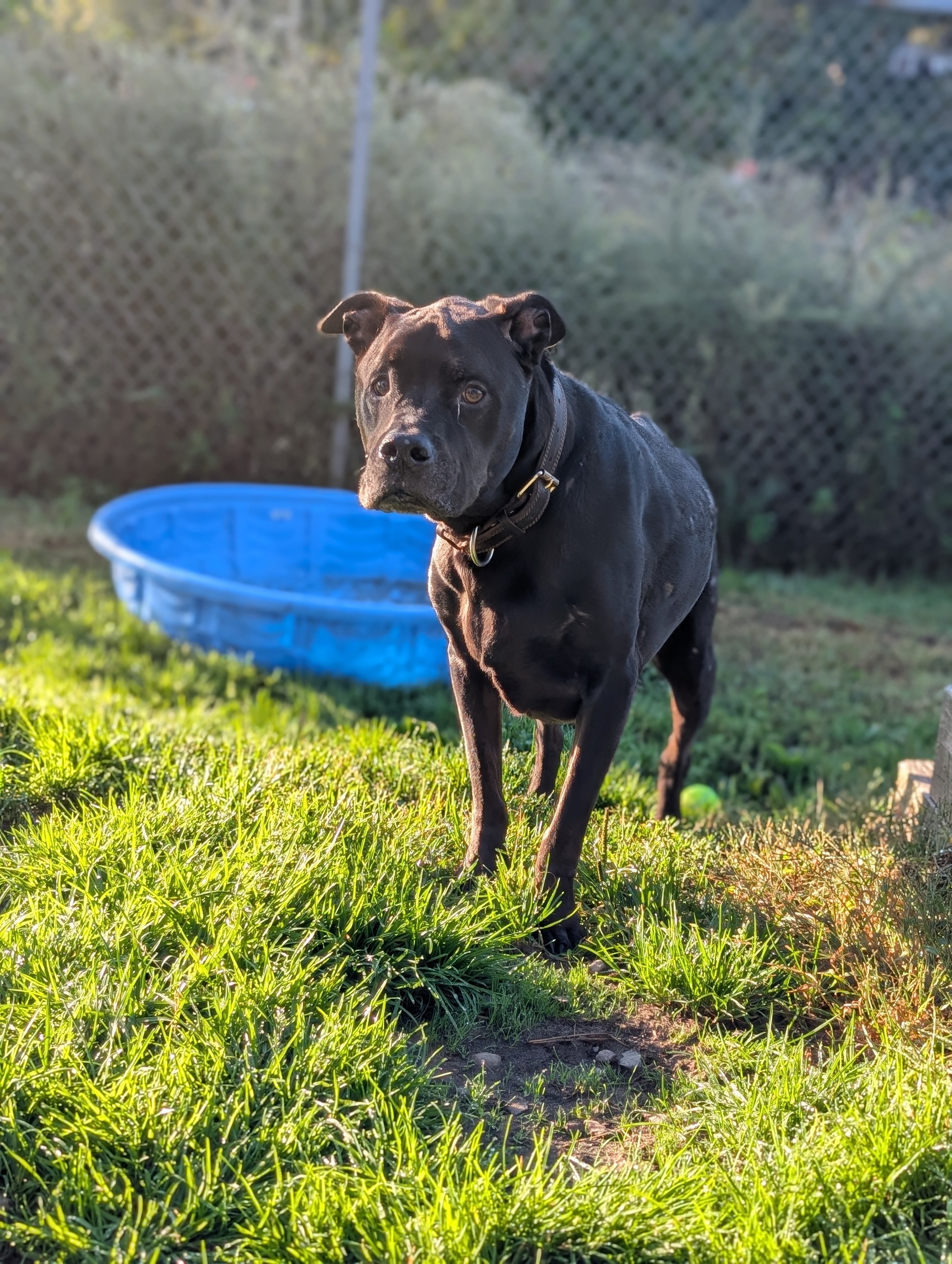 Help Xander Get X-rays and Testing for His Sudden Illness campaign photo, 4 of 5