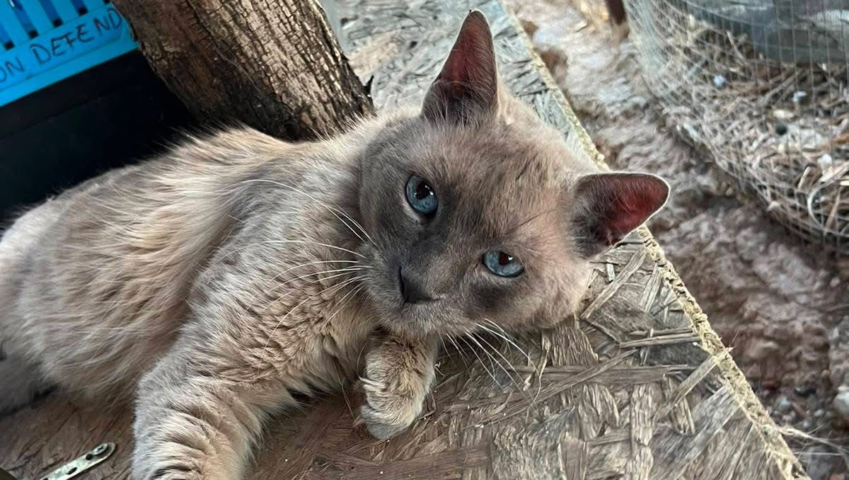 Faq Ideas Fundraiser by Sara DEFRANG : Blue needs your help for the rest of his ...
