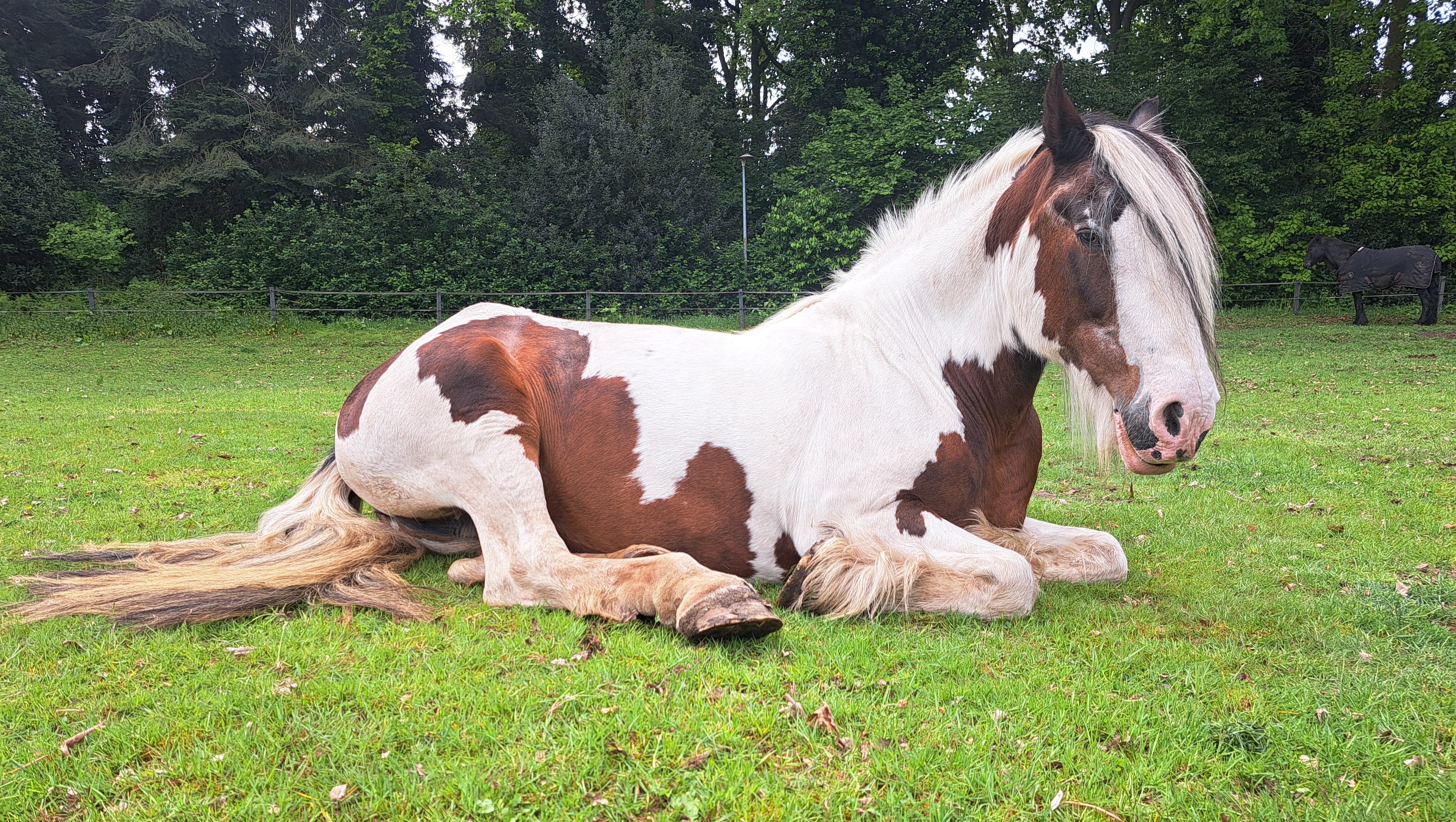 Faq Ideas Fundraiser by Nikki van de Groep : Help Iris met het gevecht tegen ...