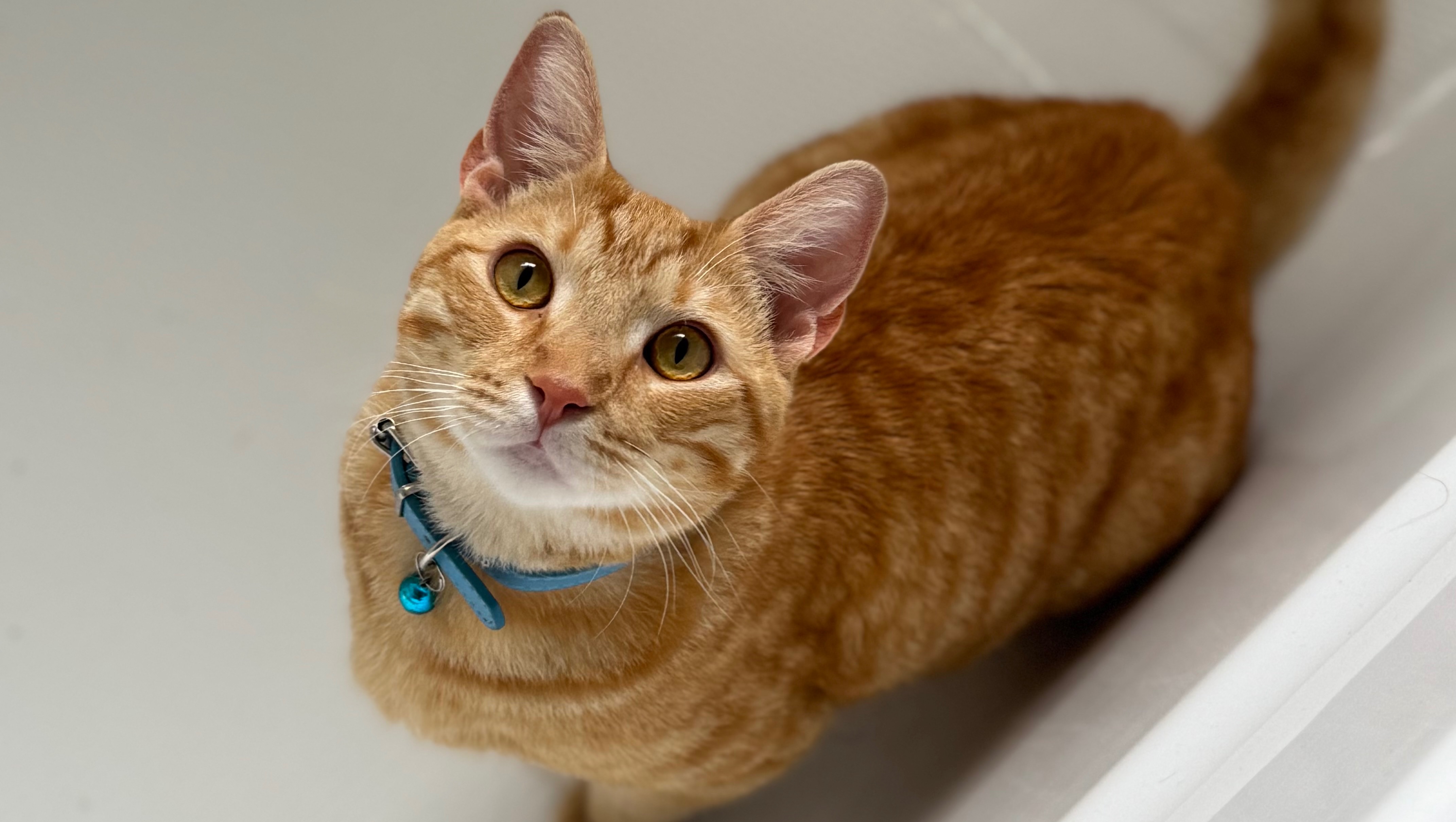 Faq Ideas Fundraiser by Kristen Murray : Help Pablo get his life saving double ...