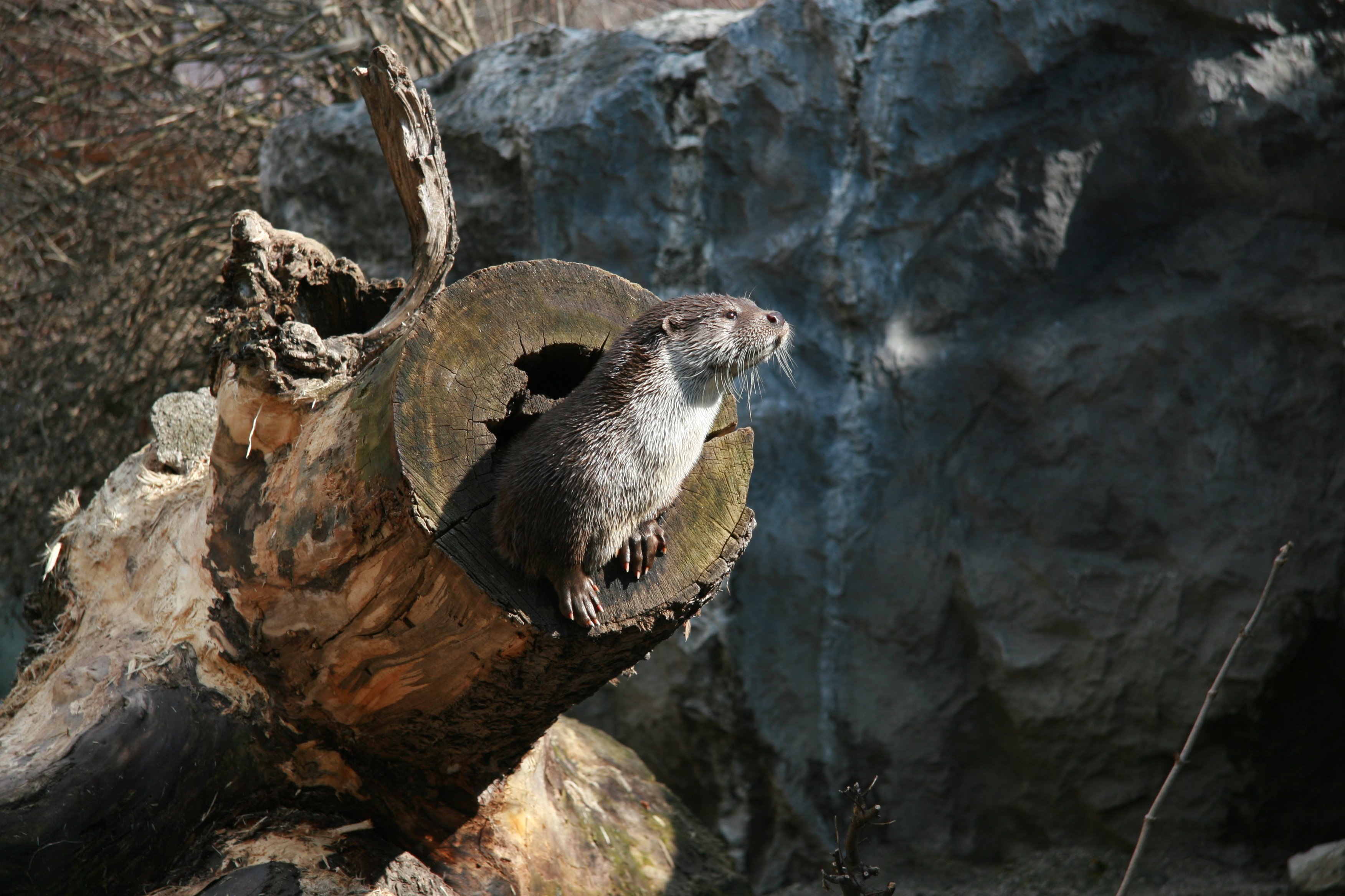 Gemeinsam Arten schützen, für unsere heimische Tierwelt campaign photo, 2 of 7