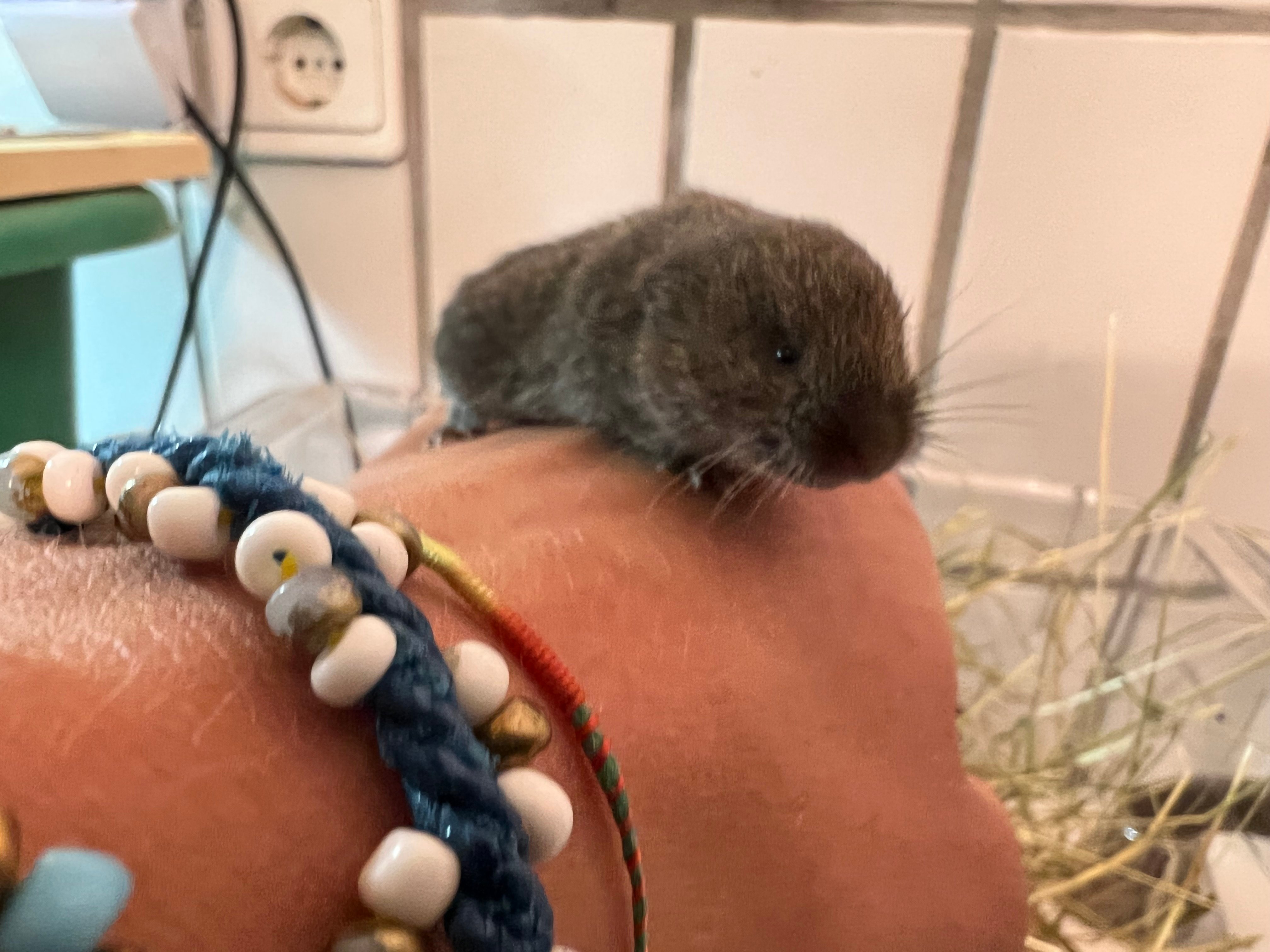 Gemeinsam Arten schützen, für unsere heimische Tierwelt campaign photo, 5 of 7