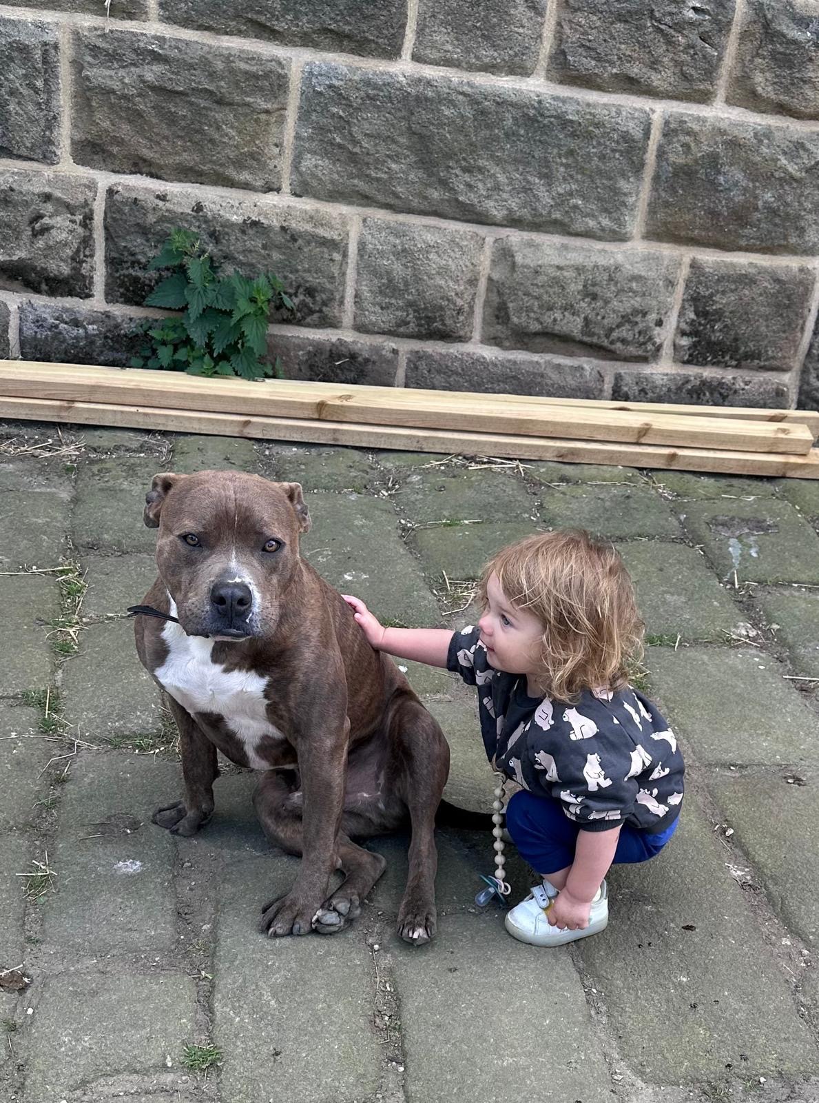 Please help Tony macaroni back onto his paws and giving hugs campaign photo, 6 of 7