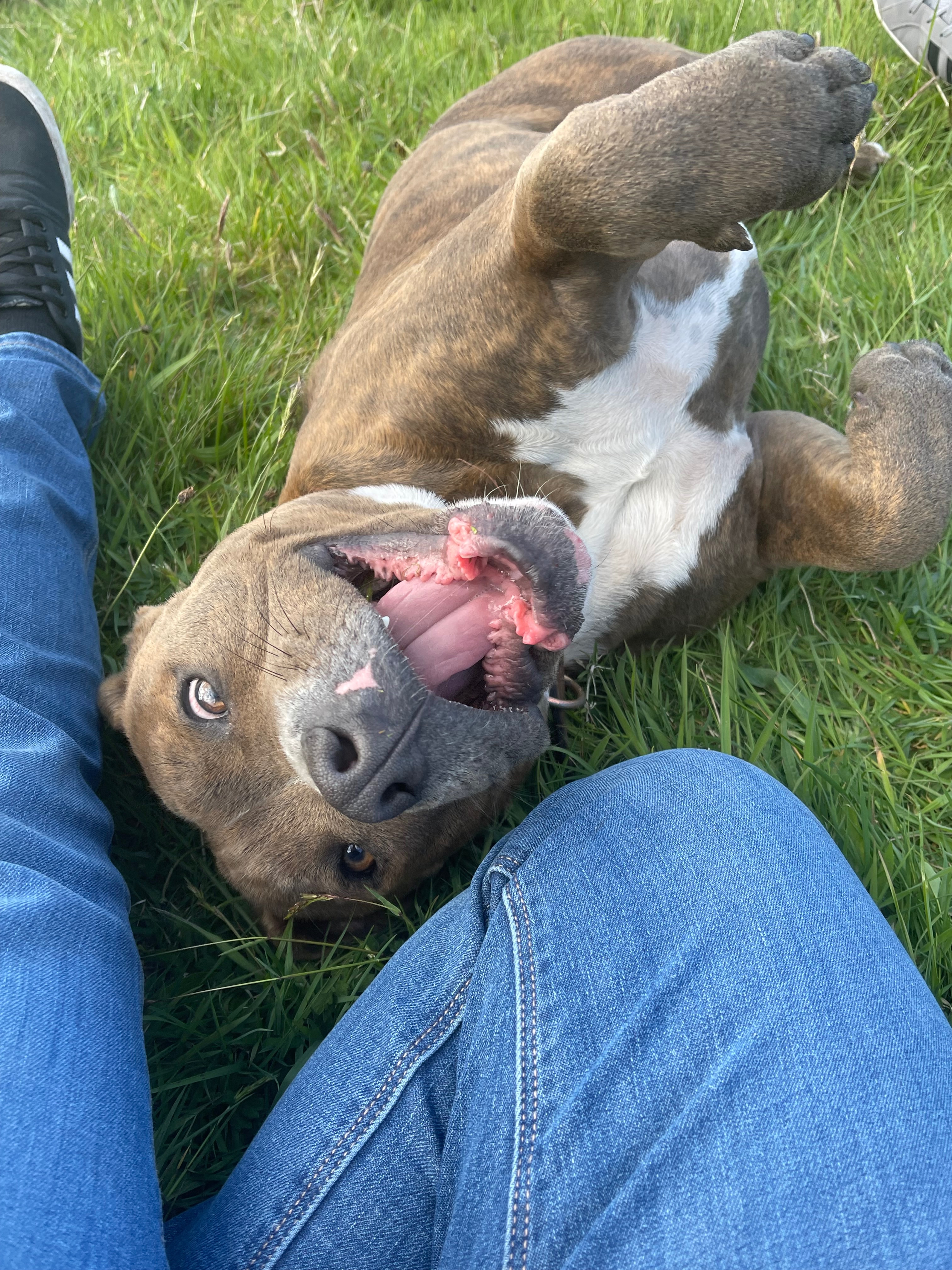 Please help Tony macaroni back onto his paws and giving hugs campaign photo, 5 of 7