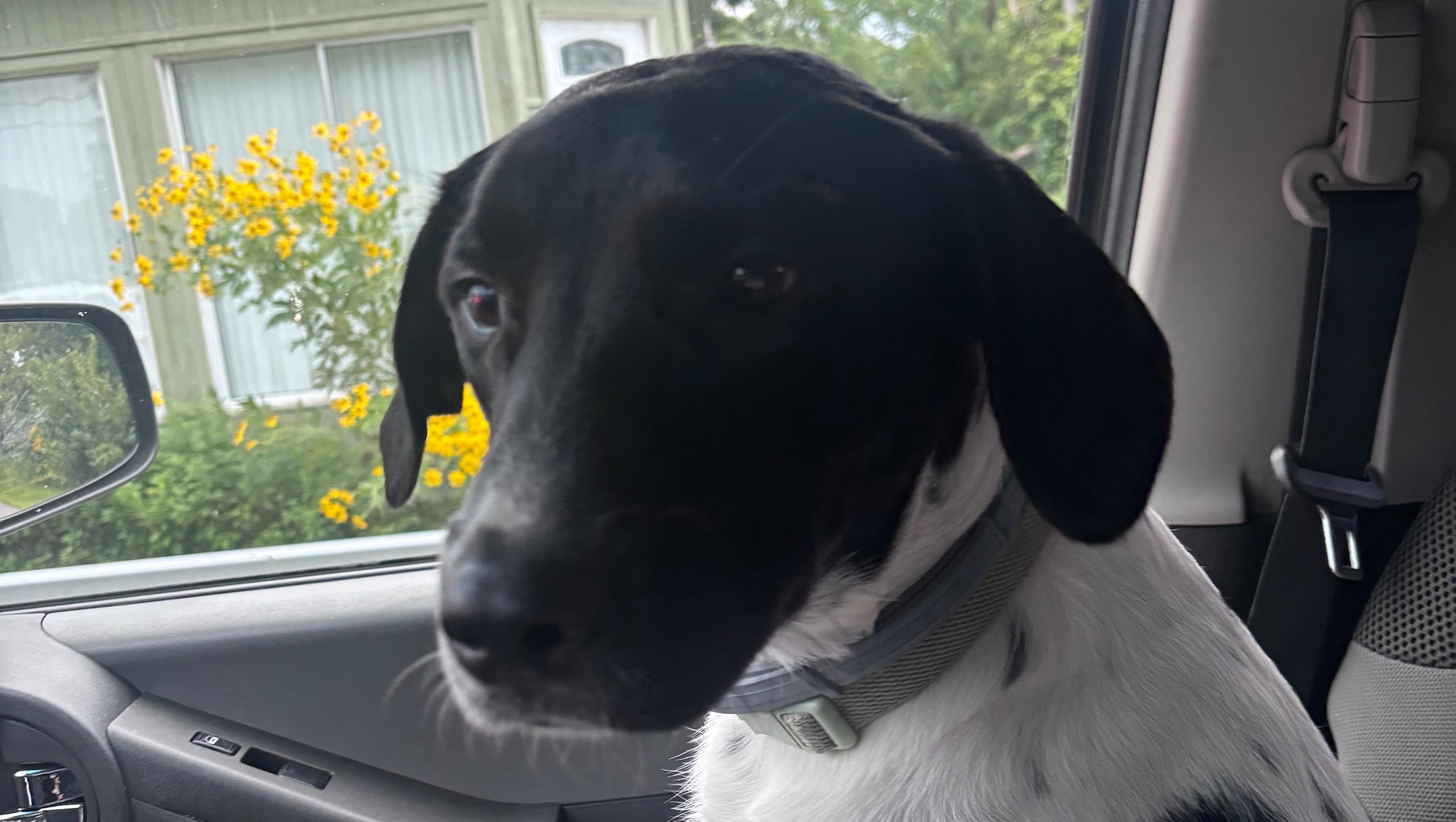 Faq Ideas Fundraiser by Grace Halayko : Help Darby Get Back on Her Paws ️