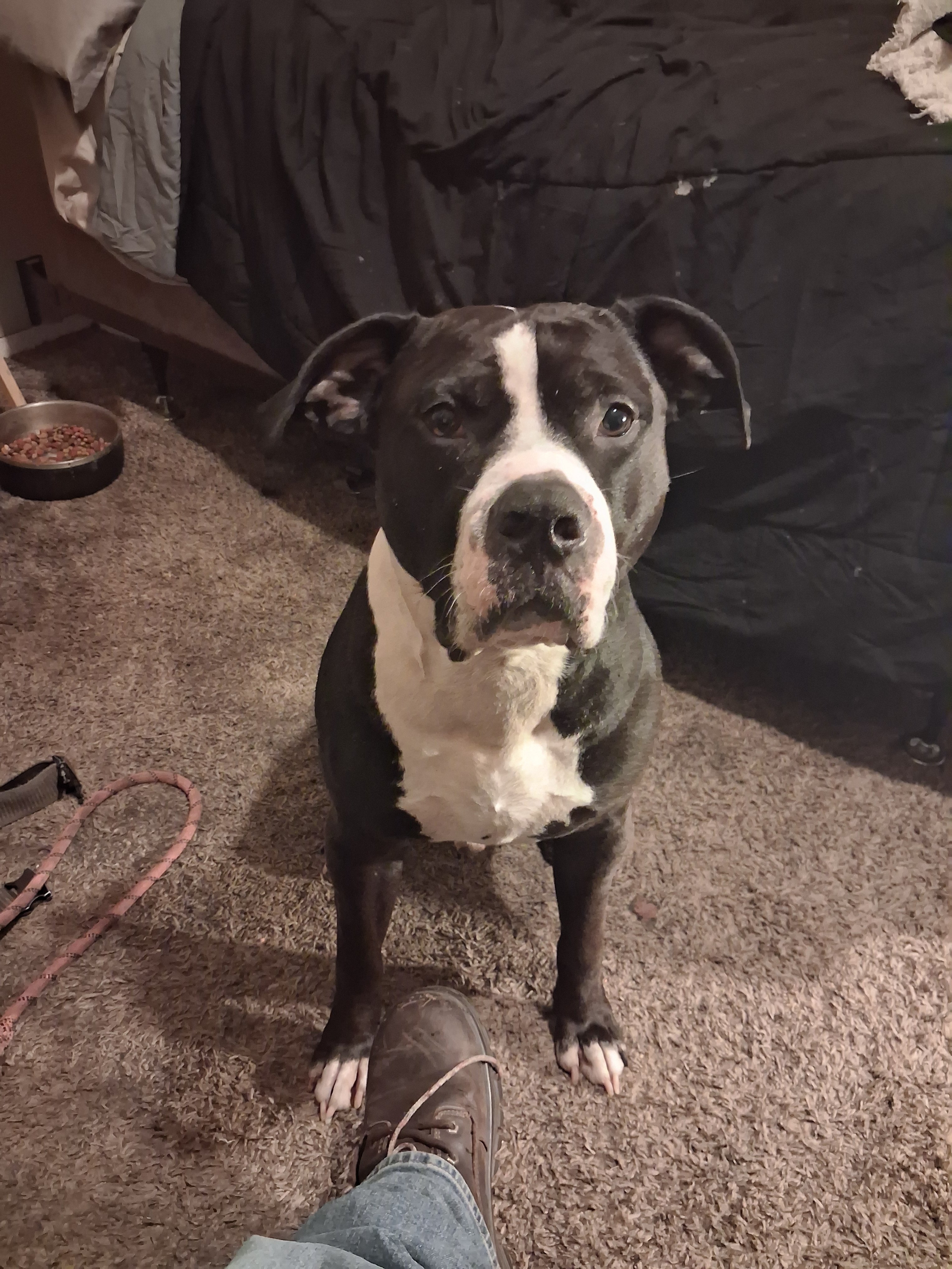 Vet Care for Rebel’s Ear Problem campaign photo, 2 of 7
