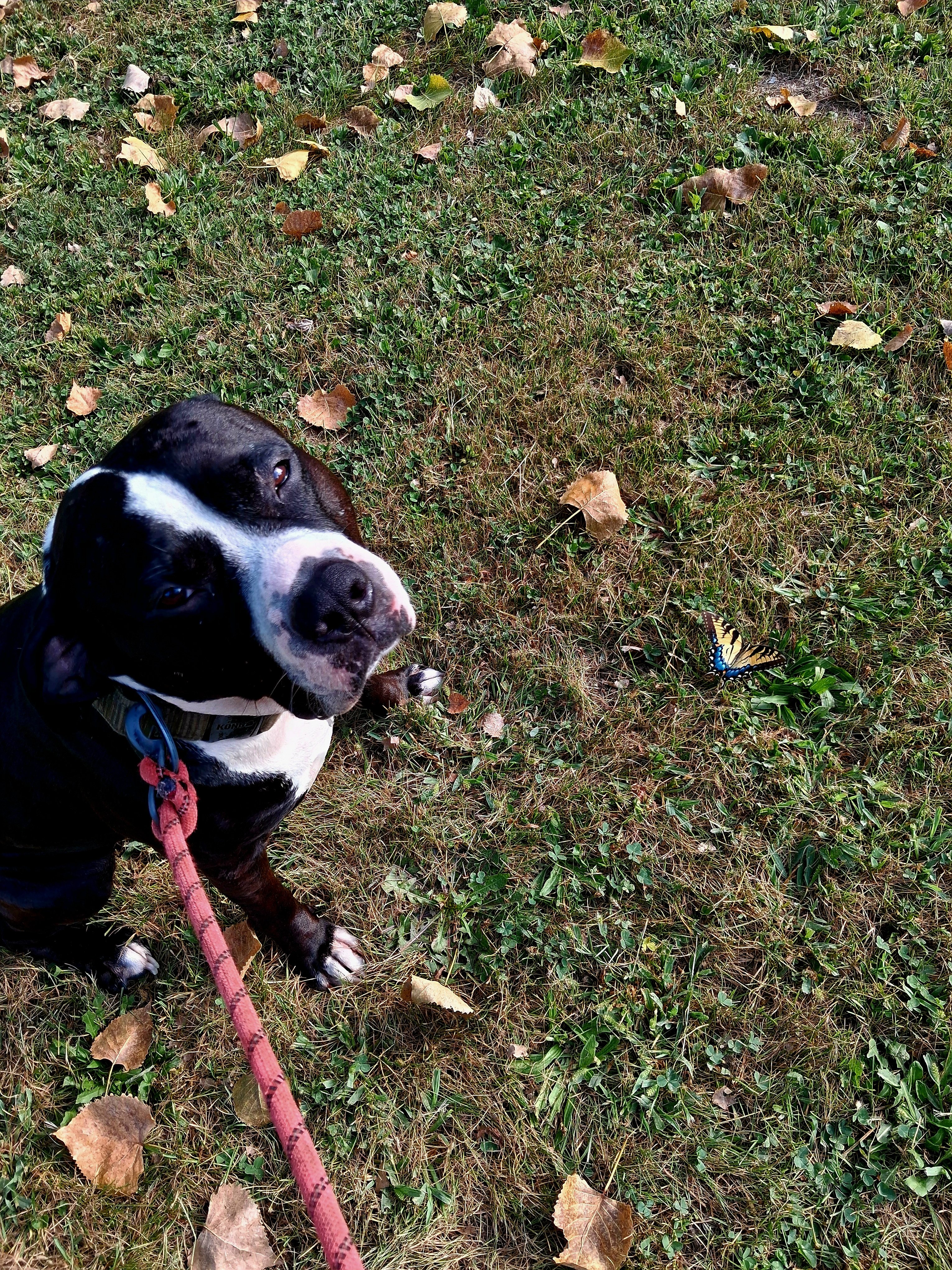 Vet Care for Rebel’s Ear Problem campaign photo, 5 of 7