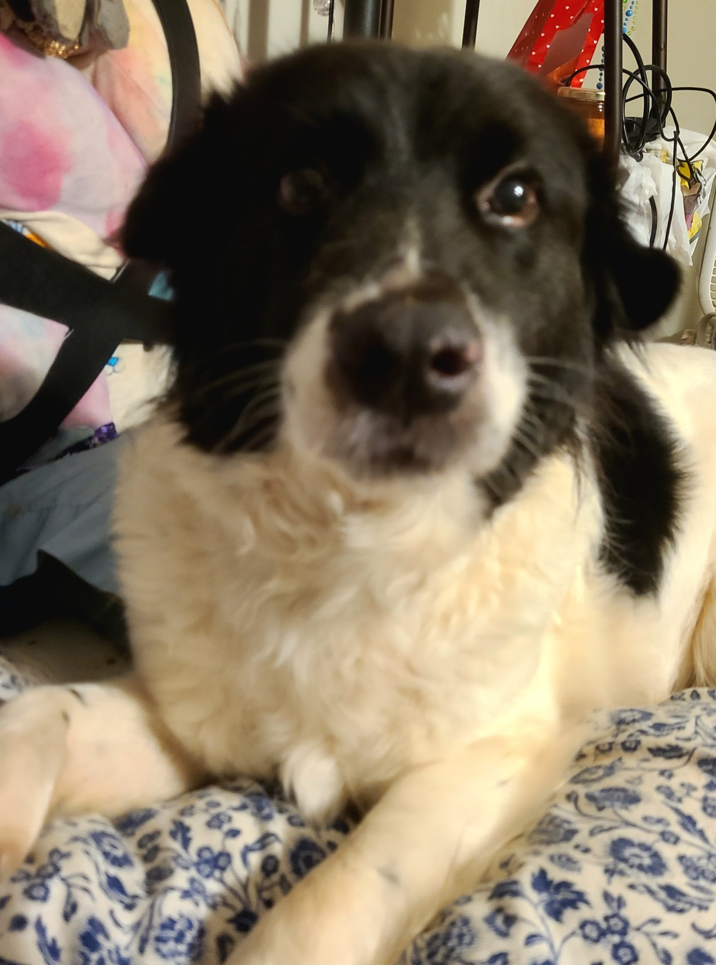 Help Bennett Get Surgery for His Broken Leg campaign photo, 7 of 8